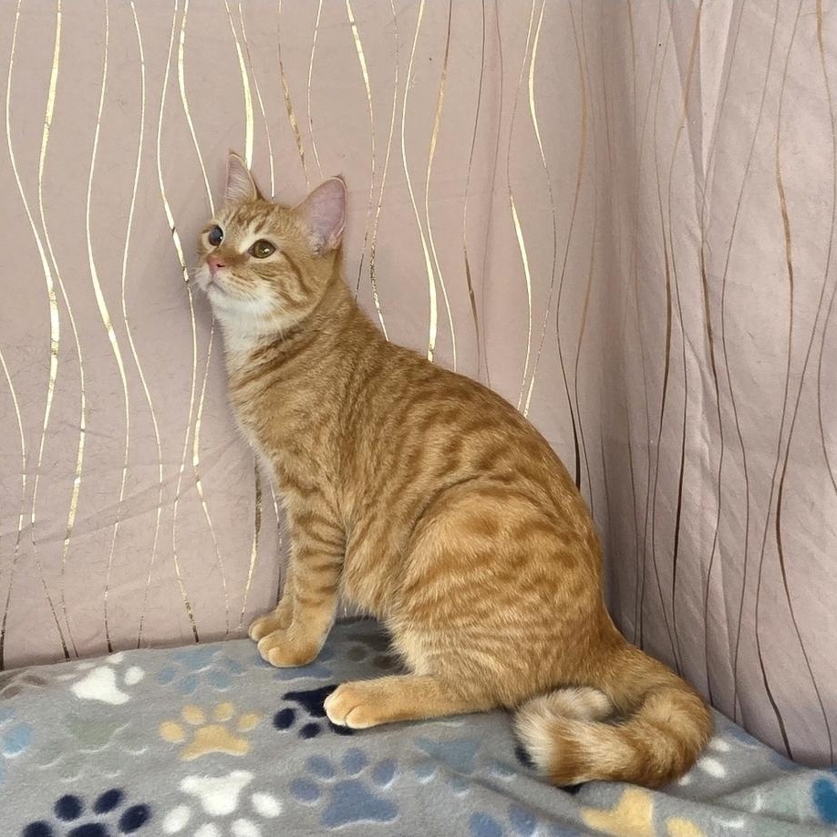 Enlarge Butternut, an adopted Domestic Short Hair in Whitehall, PA image 3/5