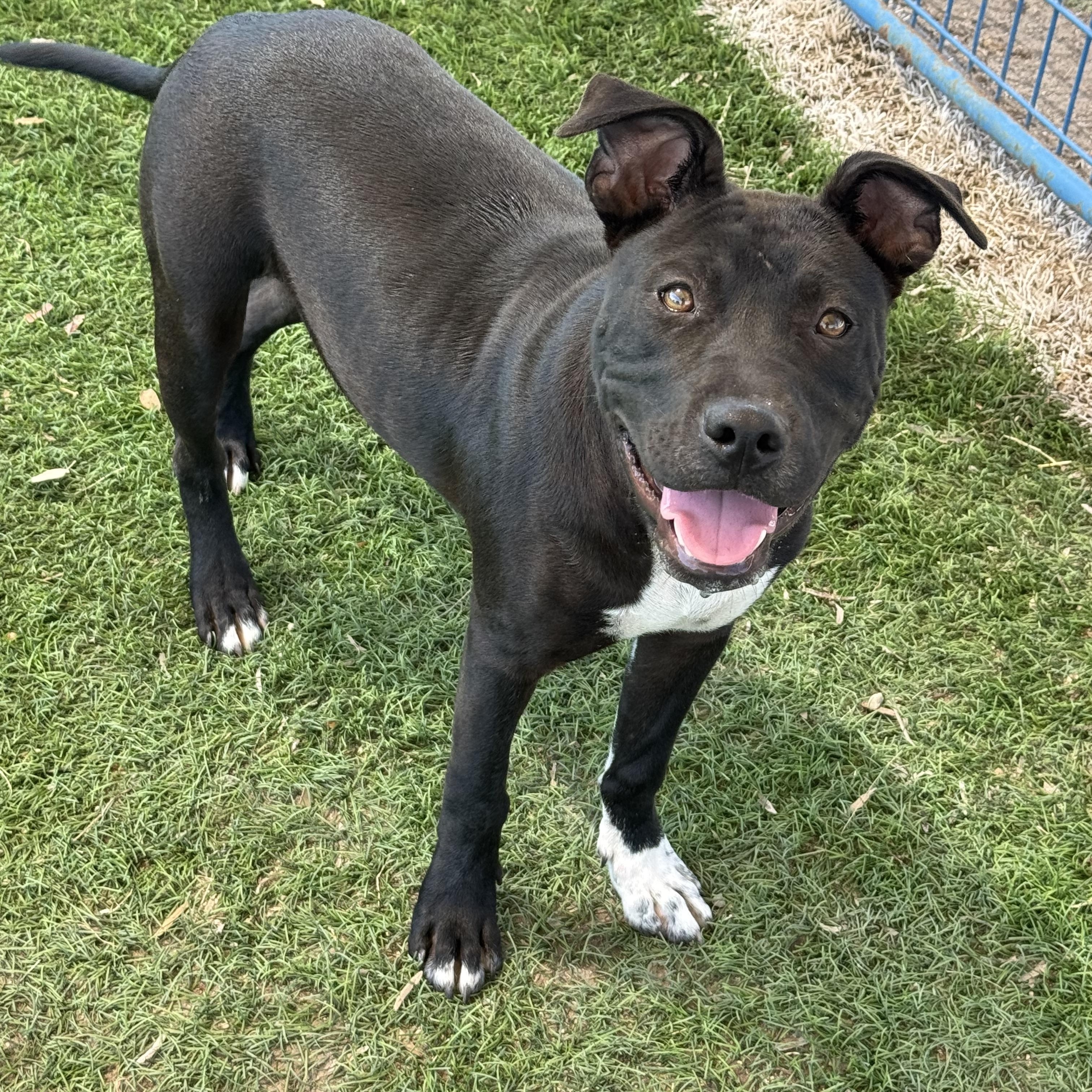 Beau, a ADOPTABLE mixed breed in Williston, VT image 3/4