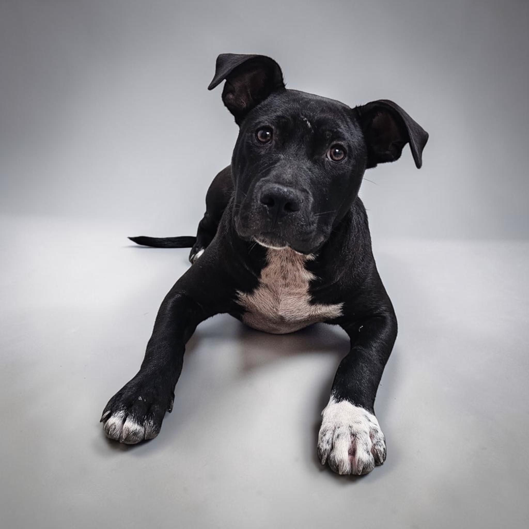 Beau, a ADOPTABLE mixed breed in Williston, VT image 2/4