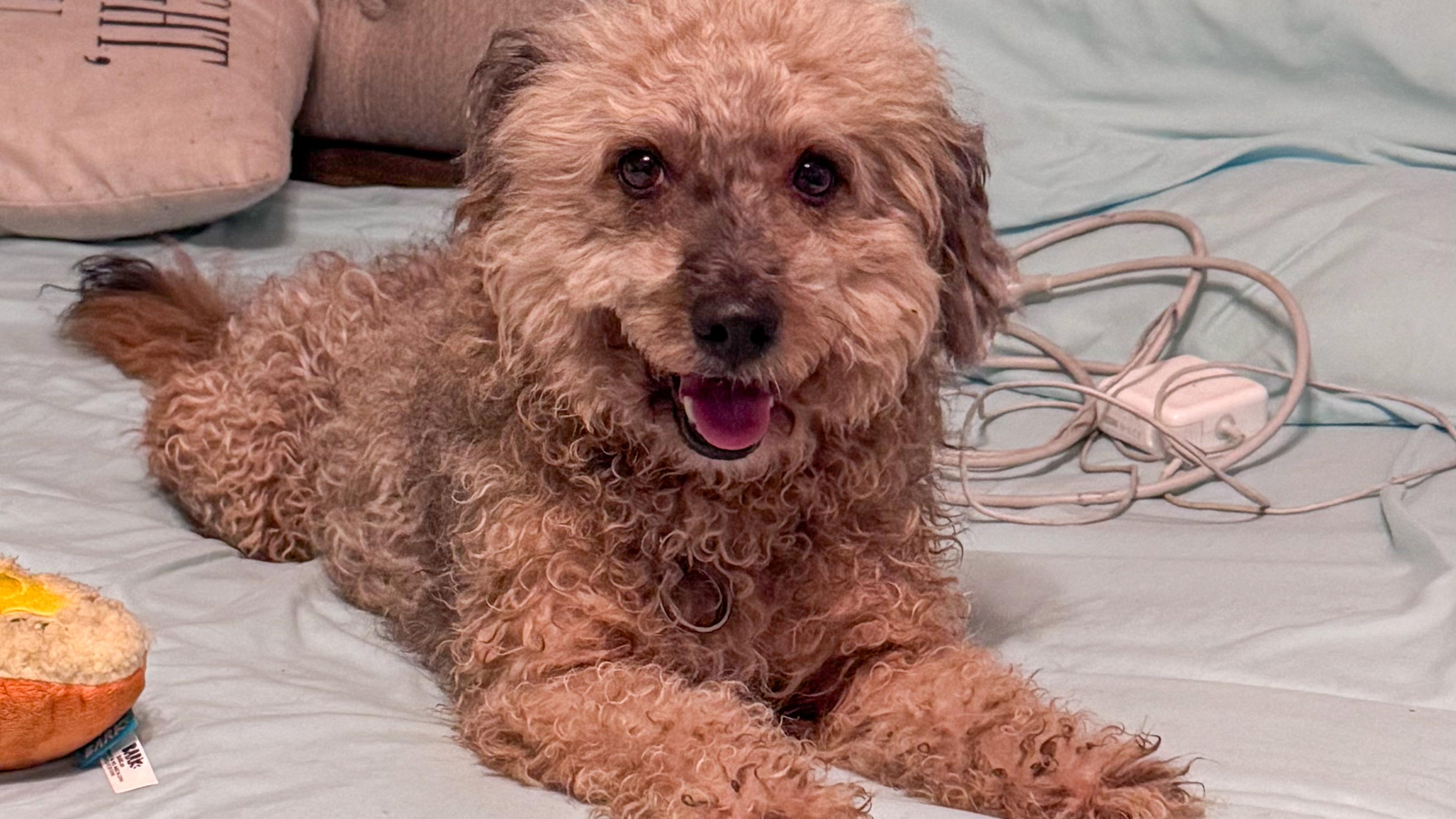 Enlarge Neville, an adopted mixed breed in San Antonio, TX image 5/6