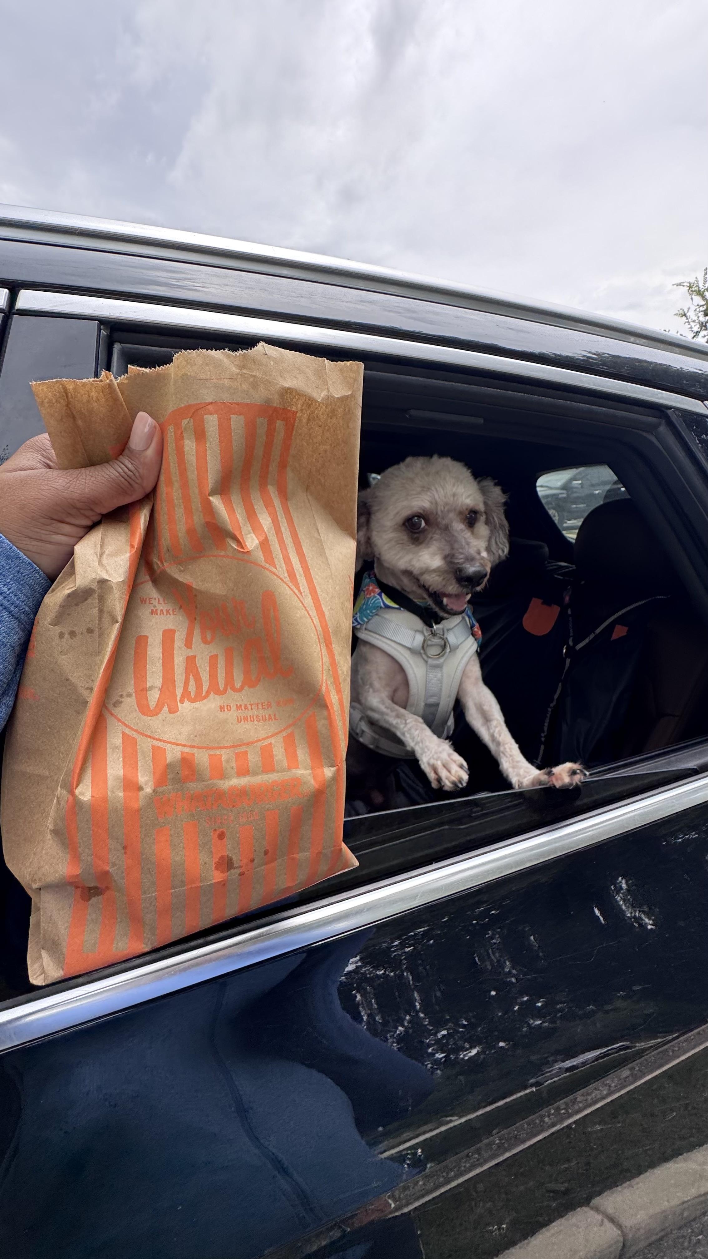 Enlarge Neville, an adopted mixed breed in San Antonio, TX image 3/6