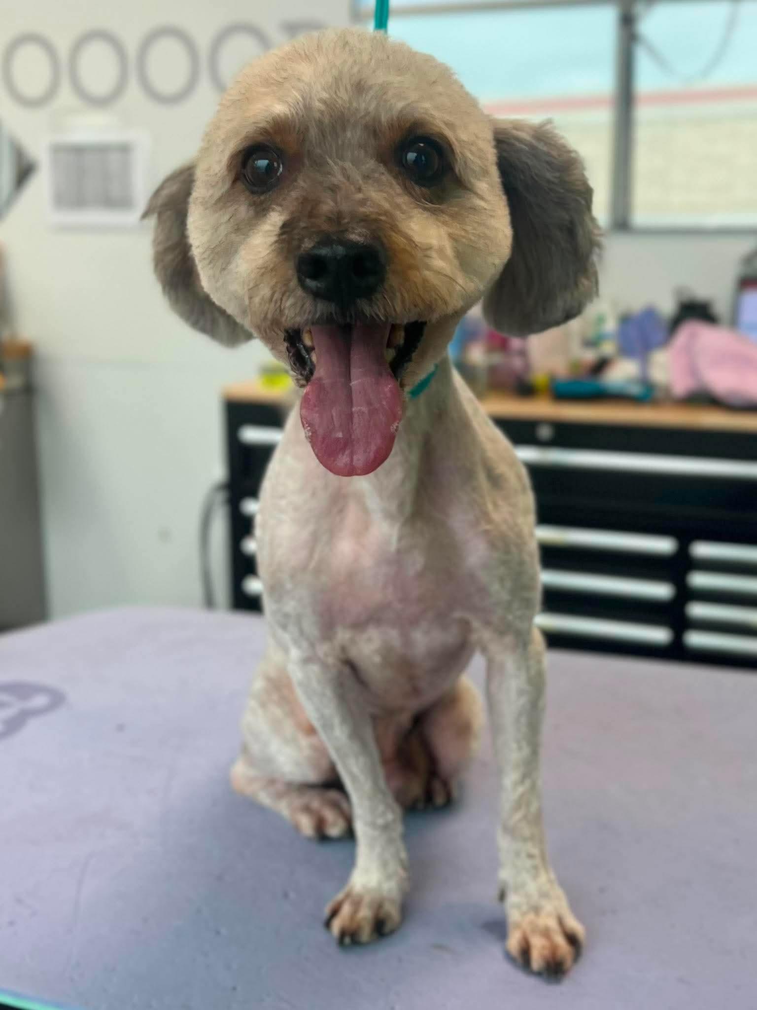 Neville, adopted, Senior Male Poodle (Toy) & Terrier.