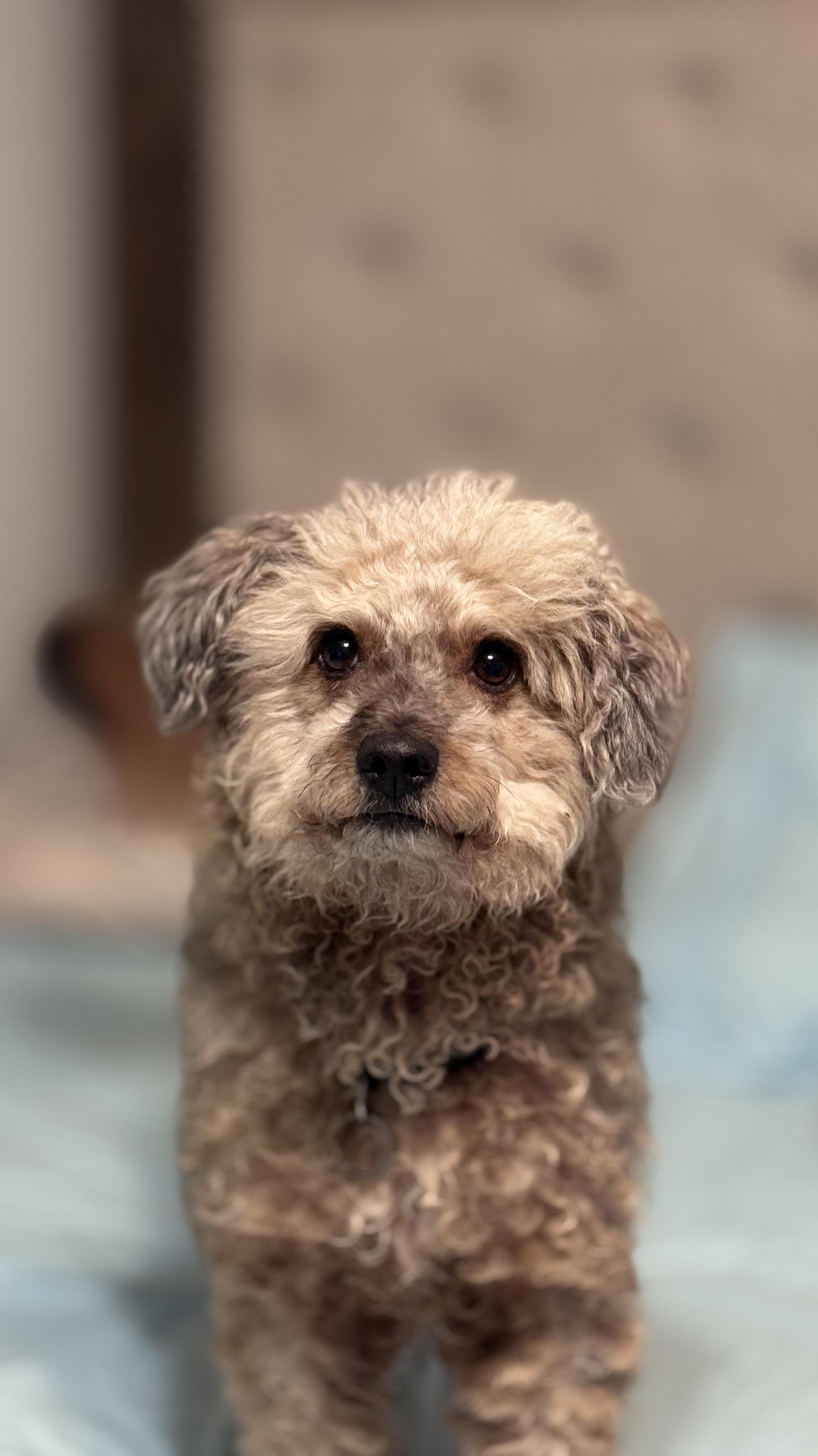 Enlarge Neville, an adopted mixed breed in San Antonio, TX image 6/6