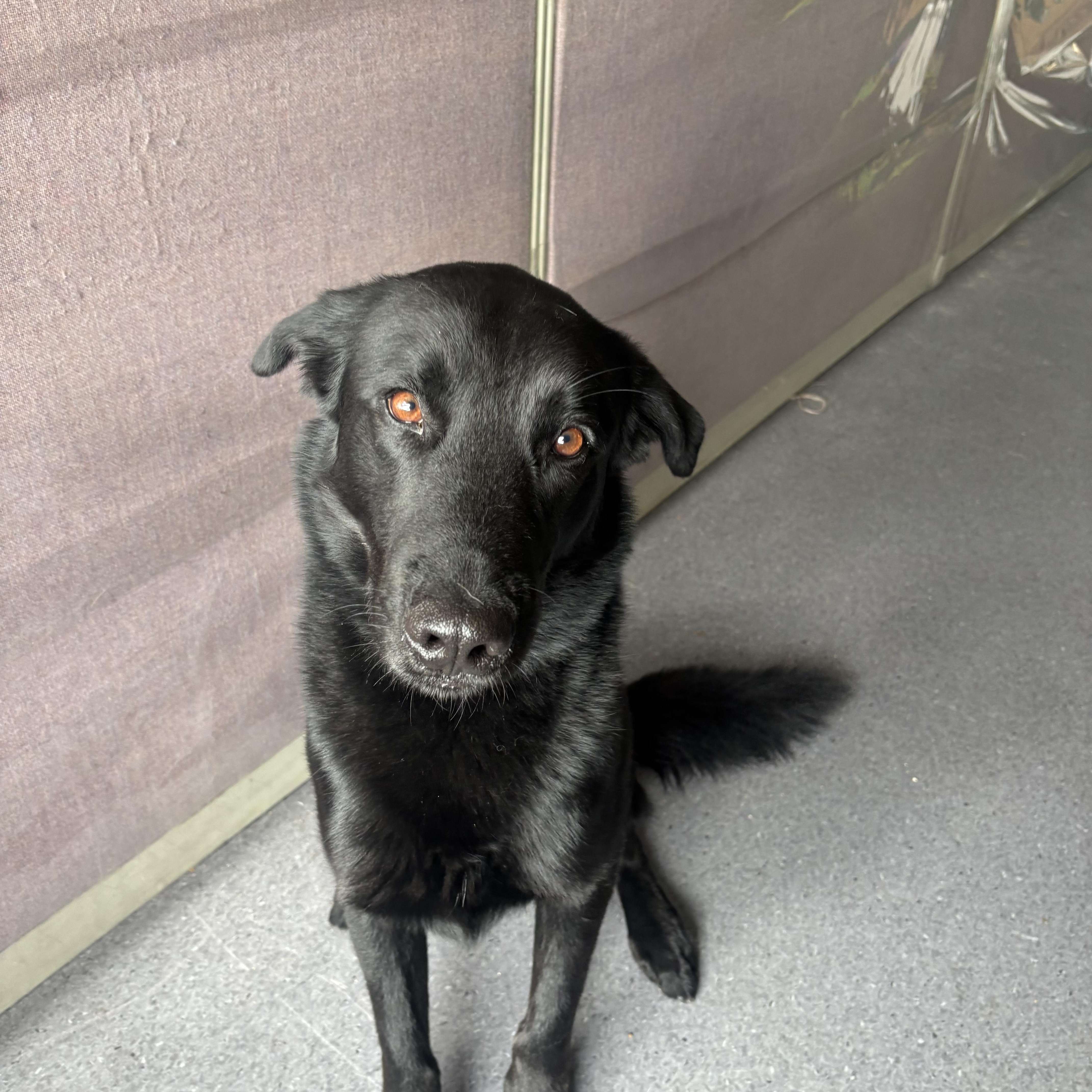 Ace, an adoptable mixed breed in Winnipeg, MB image 5/5