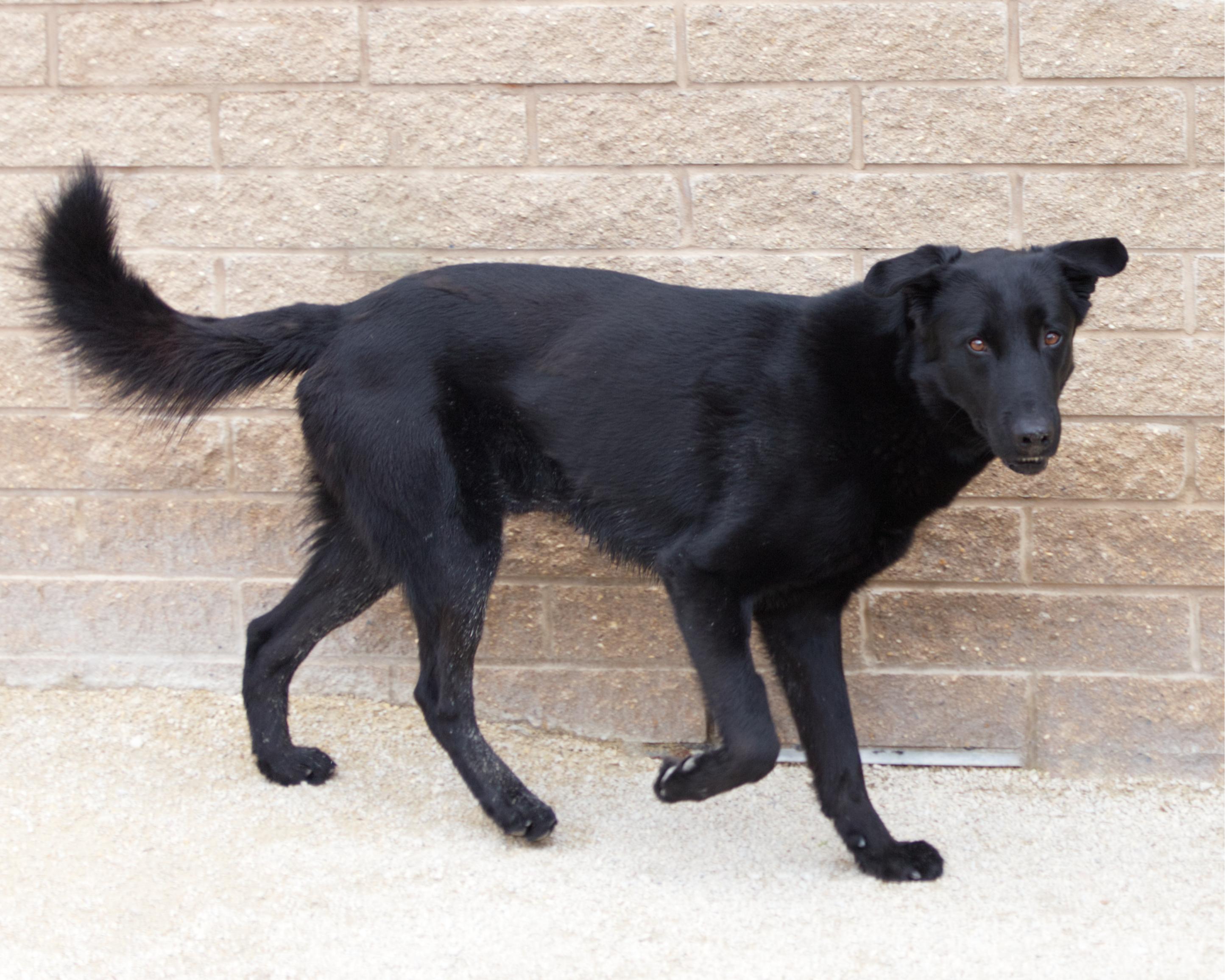 Ace, an adoptable mixed breed in Winnipeg, MB image 2/5