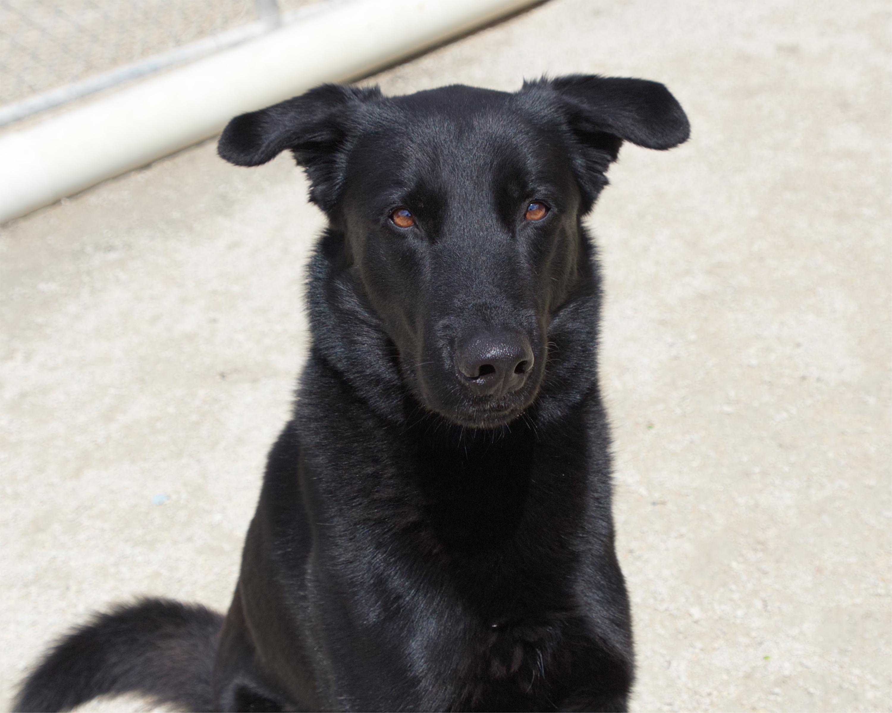 Ace, an adoptable mixed breed in Winnipeg, MB image 1/5