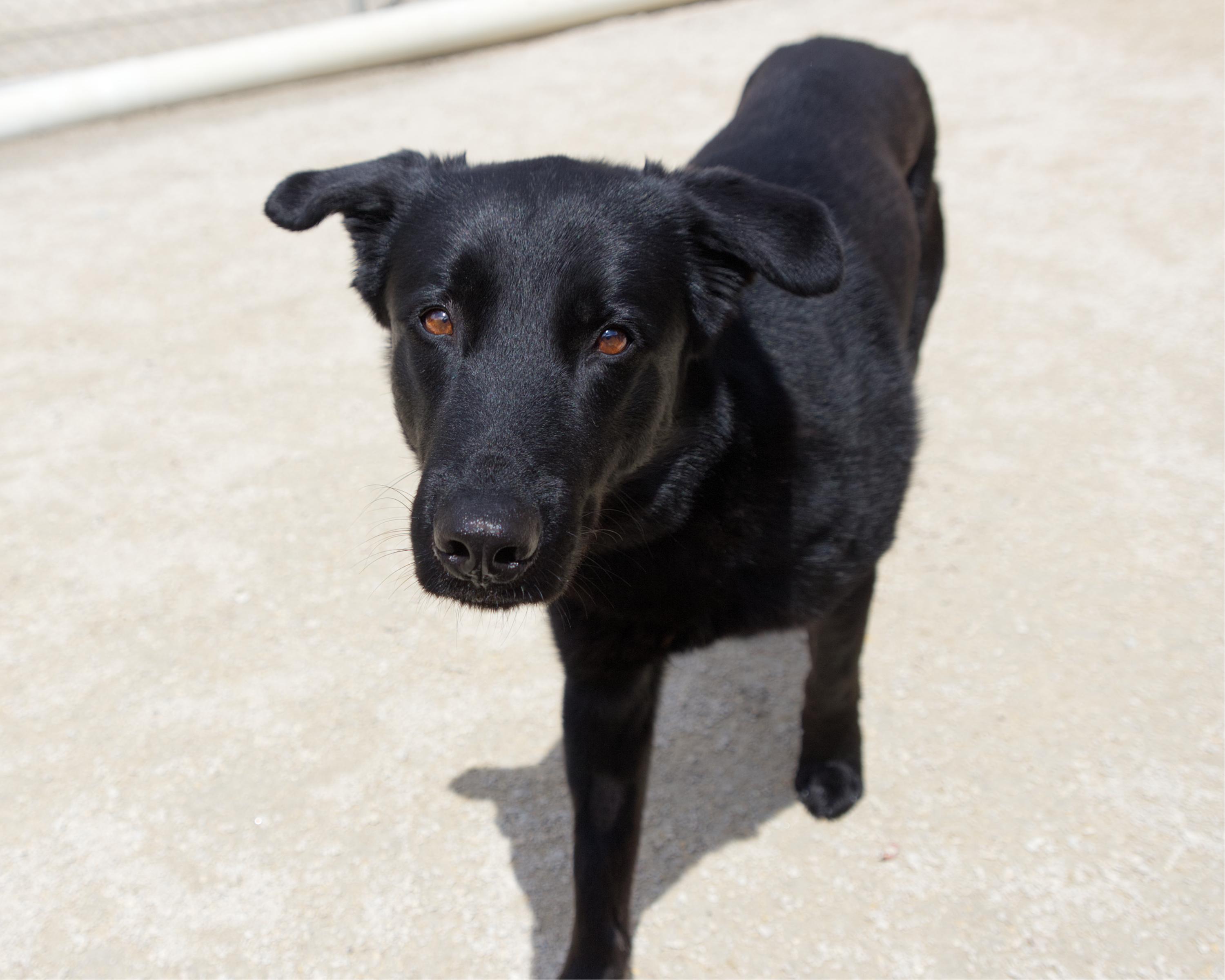 Ace, an adoptable mixed breed in Winnipeg, MB image 3/5
