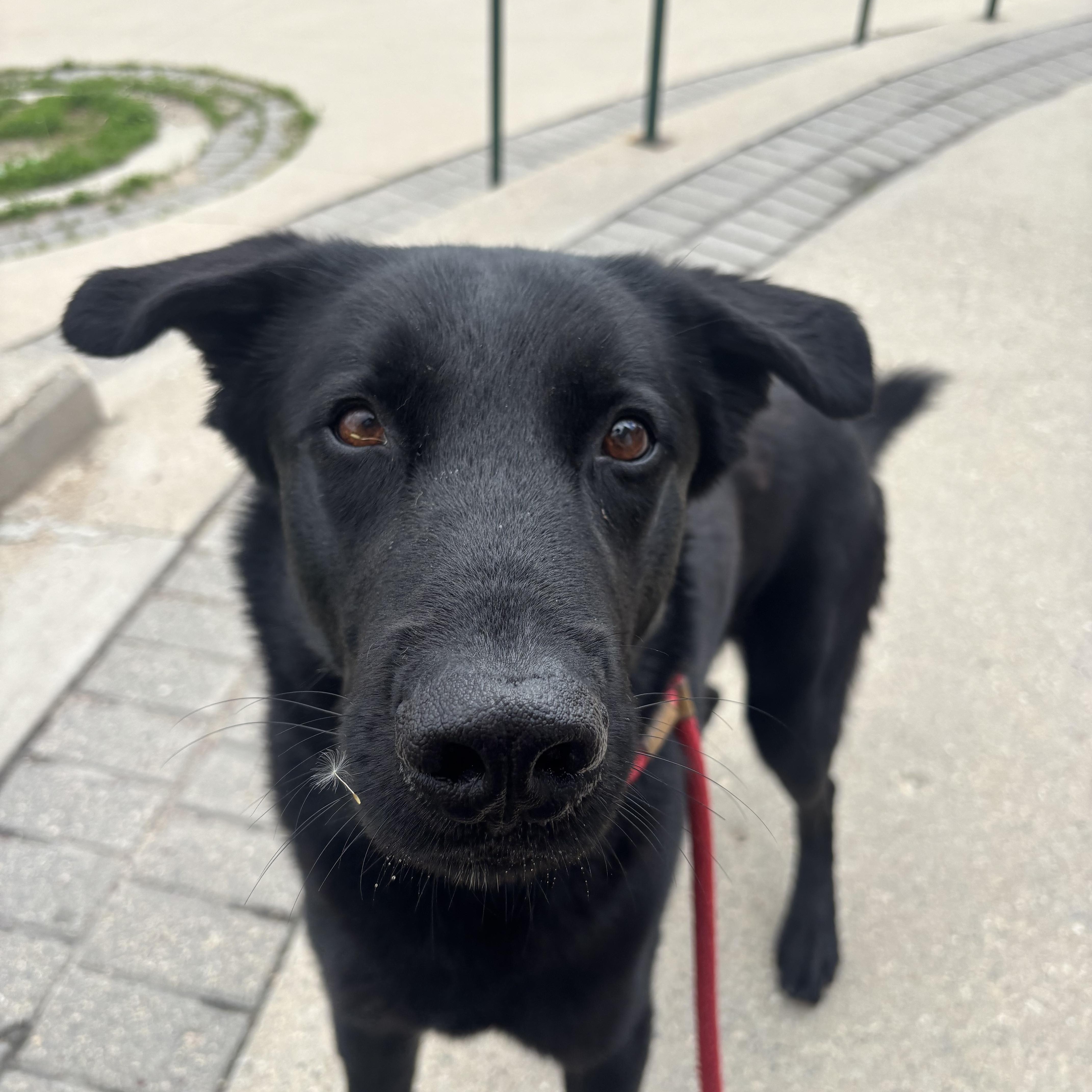Ace, an adoptable mixed breed in Winnipeg, MB image 4/5