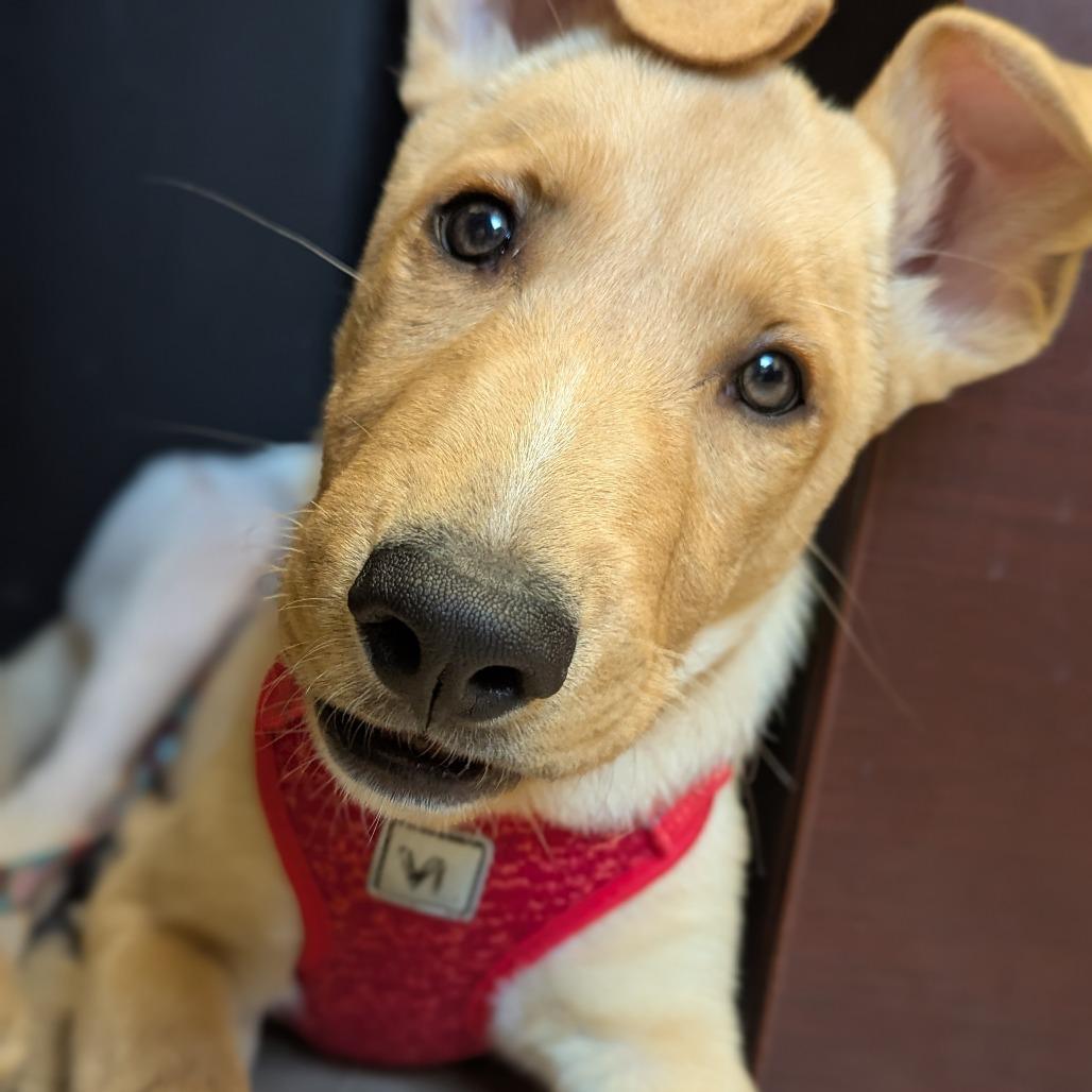 Jasper, Adoptable, Young Male Yellow Labrador Retriever & Mixed Breed.