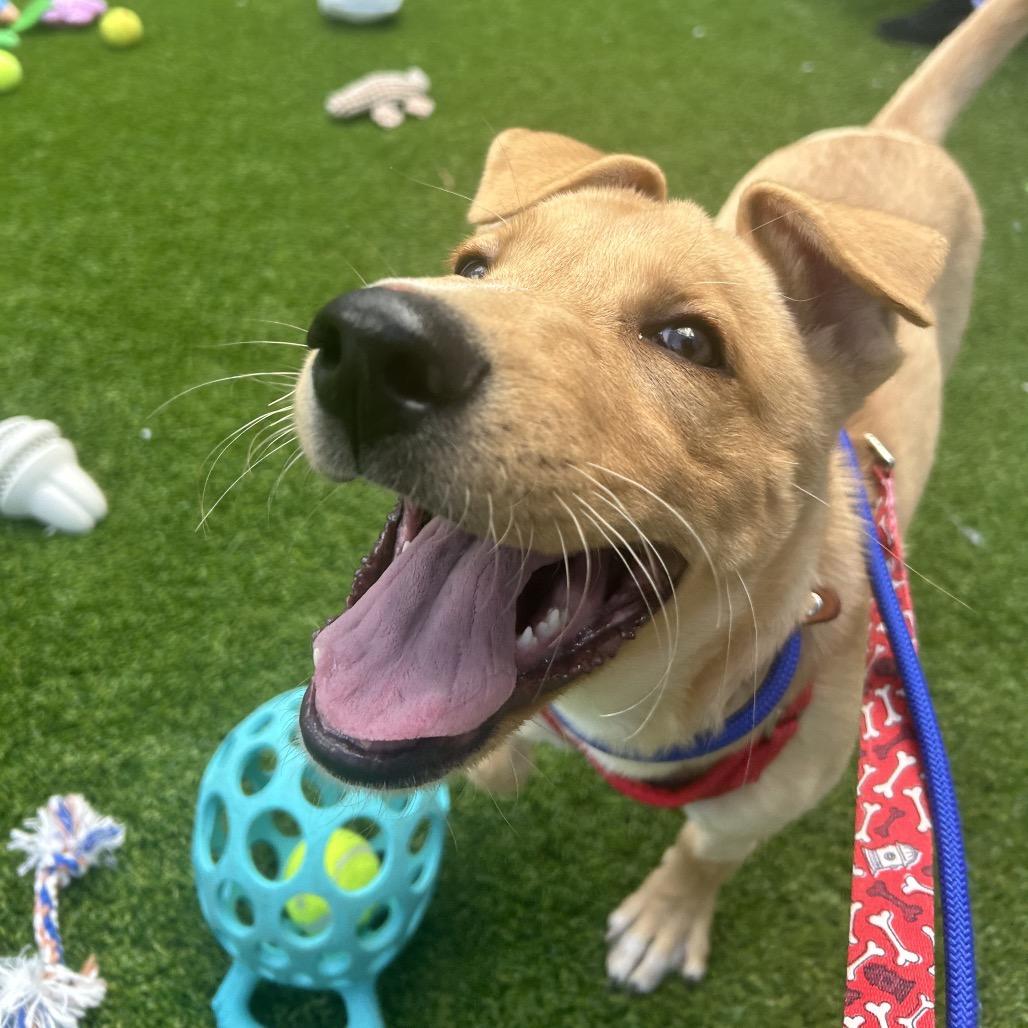 Enlarge Jasper, a Adoptable mixed breed in Bedford, NH image 2/6