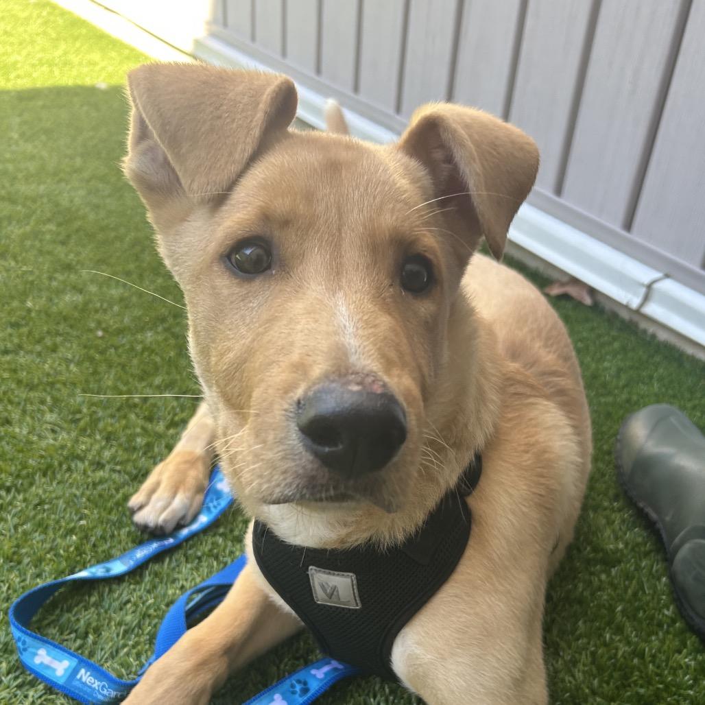 Enlarge Jasper, a Adoptable mixed breed in Bedford, NH image 3/6