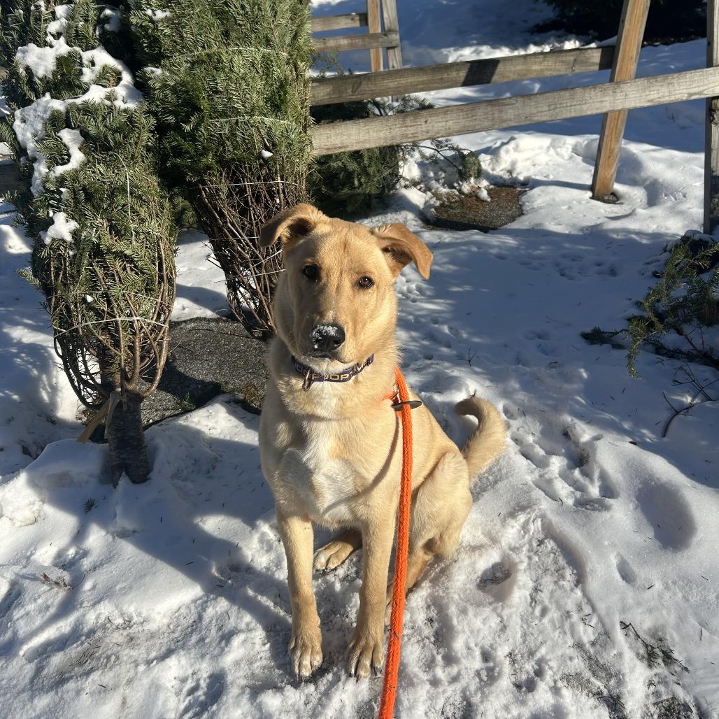 Enlarge Jasper, a Adoptable mixed breed in Bedford, NH image 4/6