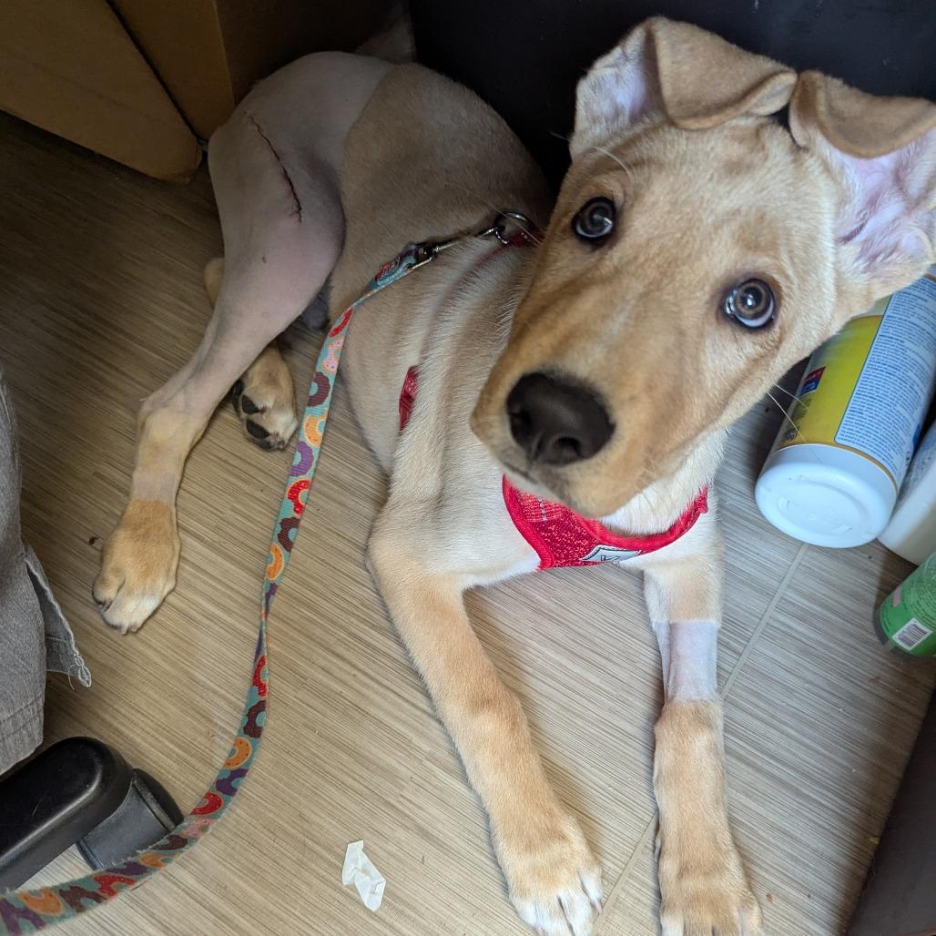 Enlarge Jasper, a Adoptable mixed breed in Bedford, NH image 5/6