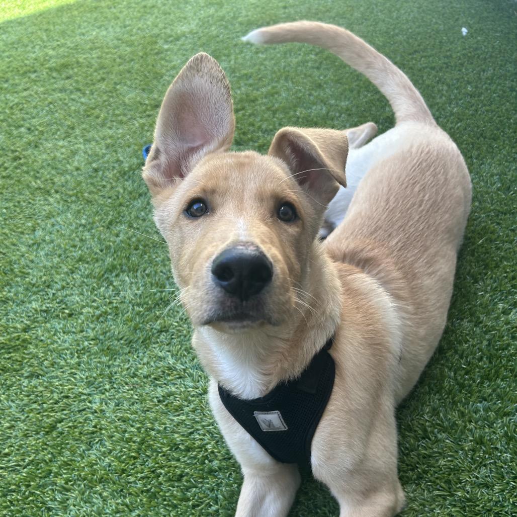 Enlarge Jasper, a Adoptable mixed breed in Bedford, NH image 6/6