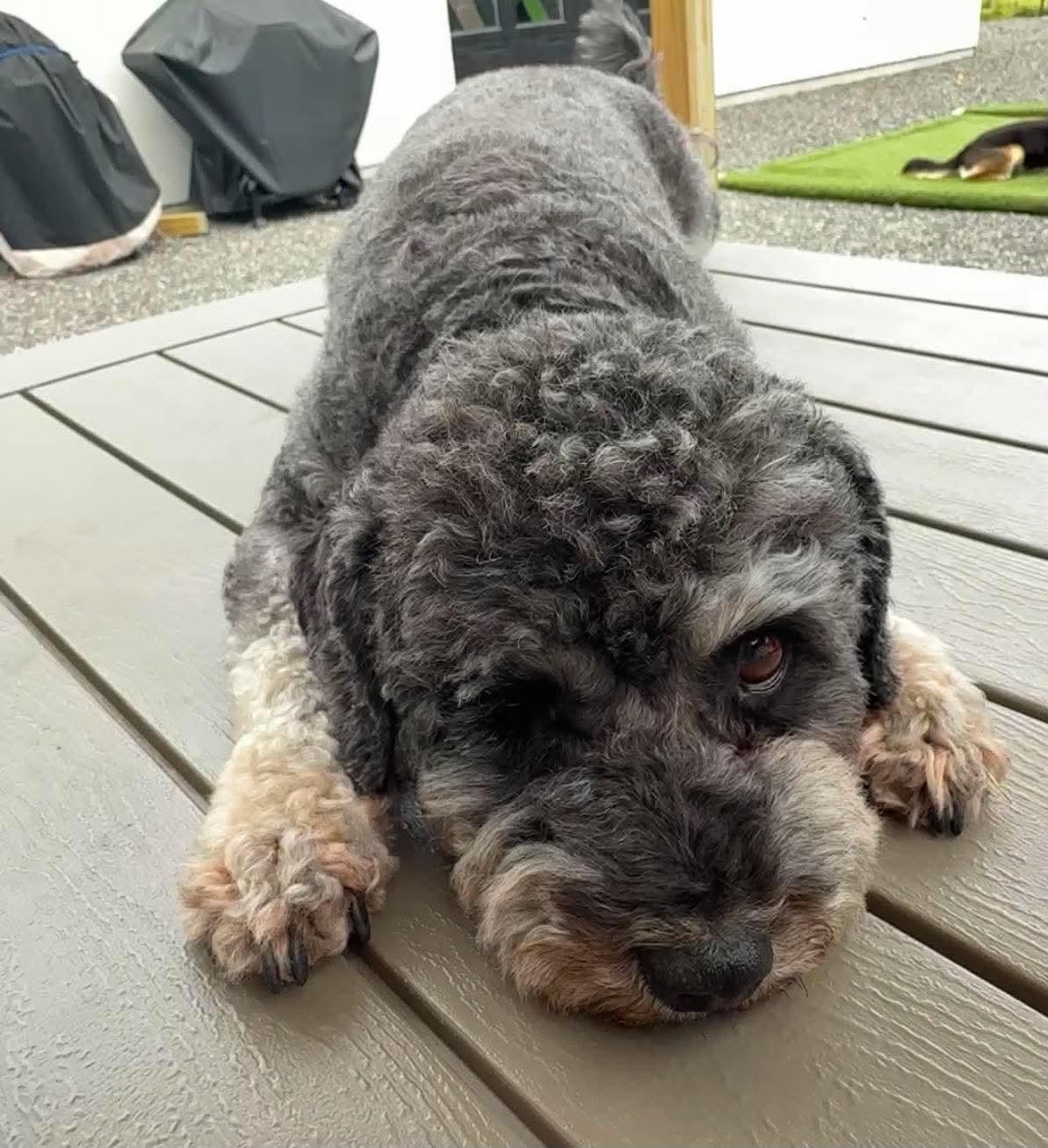 Kingsley, ADOPTABLE, Adult Male Schnoodle.
