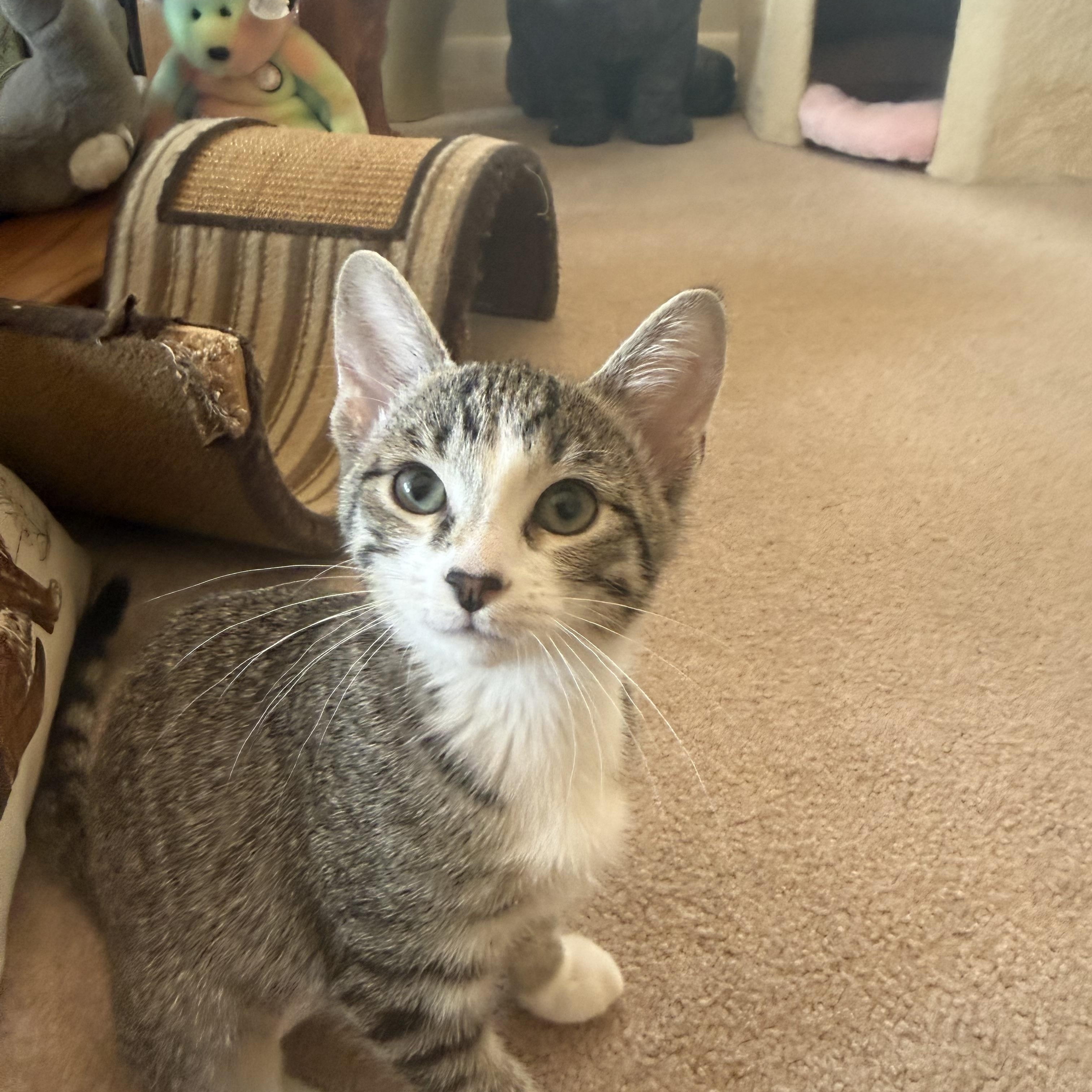 Enlarge Trixie, an adopted Domestic Short Hair in Pueblo, CO image 1/1