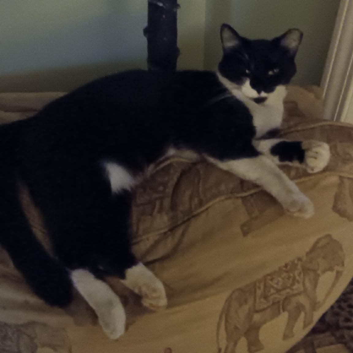 Enlarge Raven, a Adoptable Domestic Short Hair in Easley, SC image 3/4