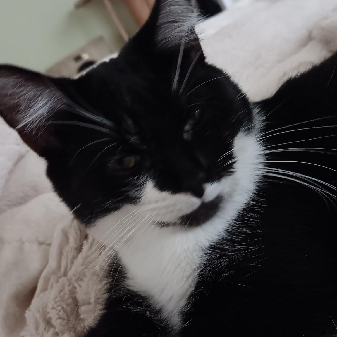 Enlarge Raven, a Adoptable Domestic Short Hair in Easley, SC image 4/4