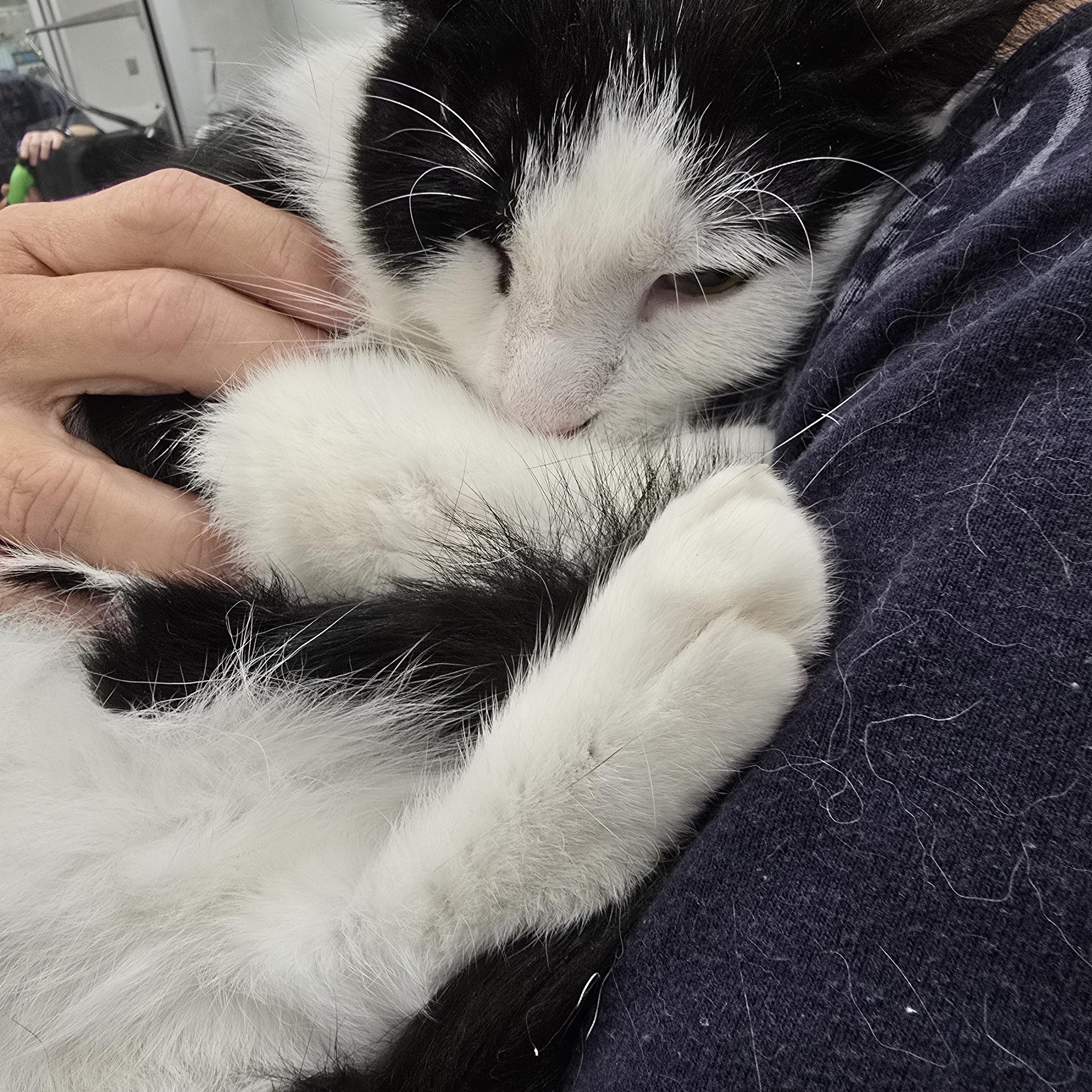 Enlarge Raven, a Adoptable Domestic Short Hair in Easley, SC image 2/4