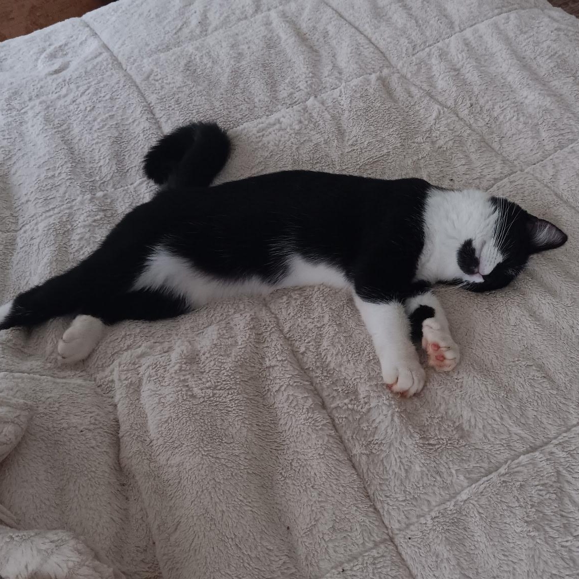 Raven, Adoptable, Young Female Domestic Short Hair.