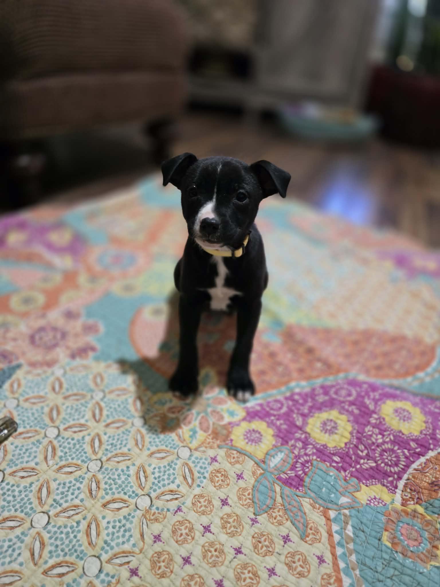 Enlarge Jabba, a Adoptable mixed breed in Cherry Valley, MA image 4/5