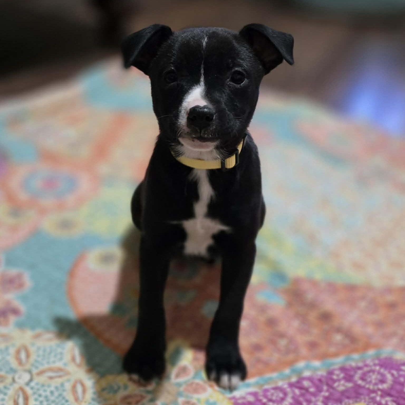 Enlarge Jabba, a Adoptable mixed breed in Cherry Valley, MA image 1/5