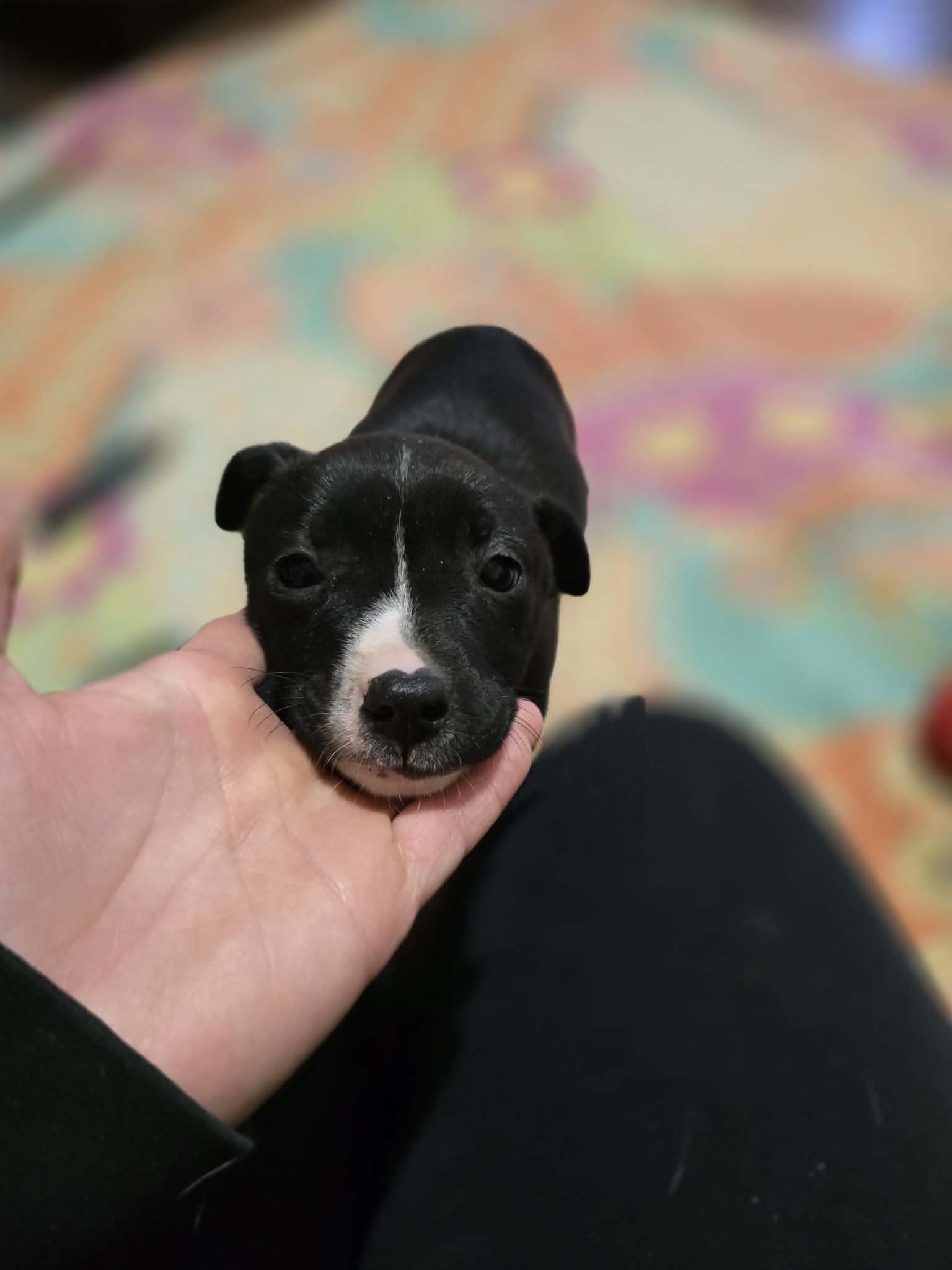 Enlarge Jabba, a Adoptable mixed breed in Cherry Valley, MA image 3/5