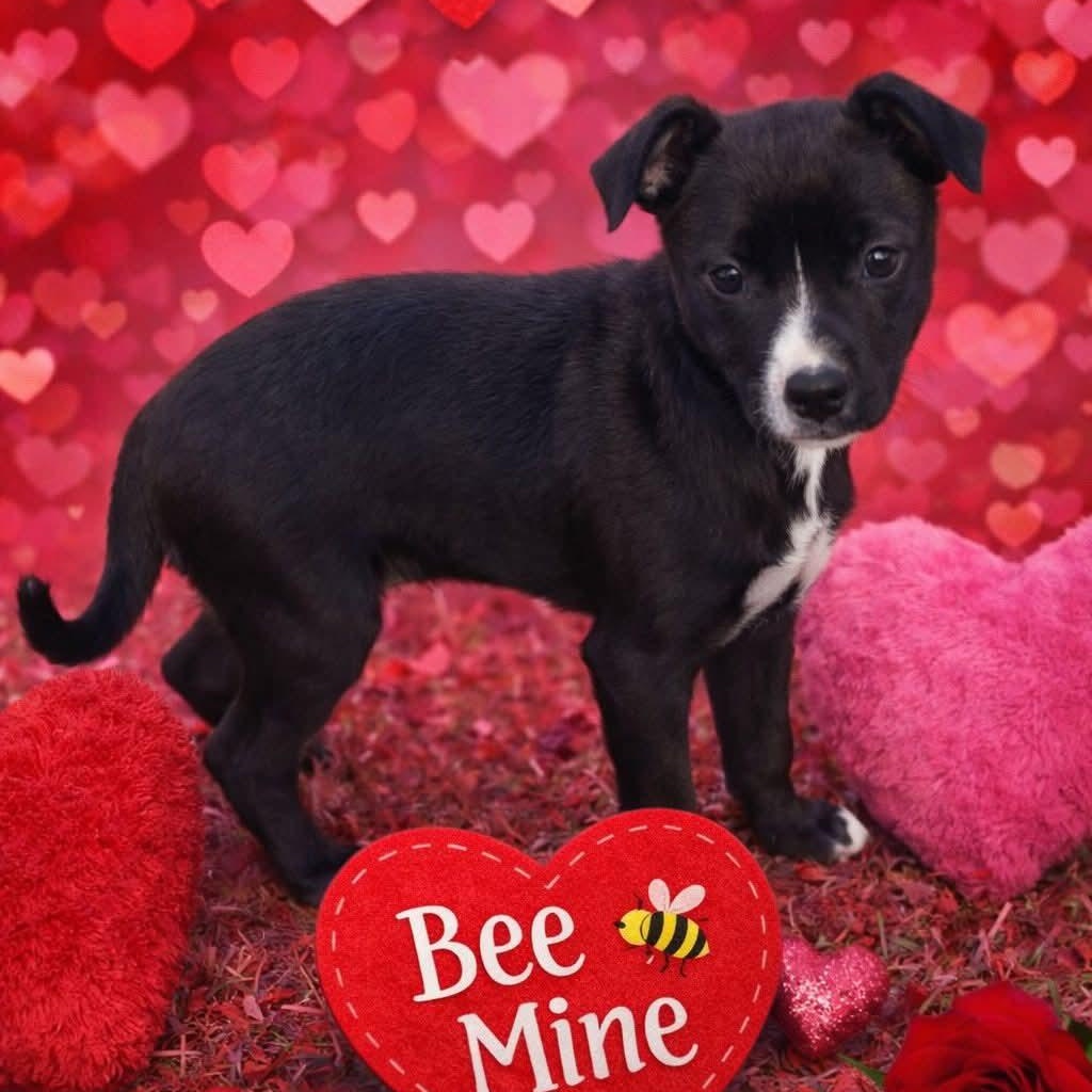 Jabba, Adoptable, Puppy Female Terrier & American Bully.