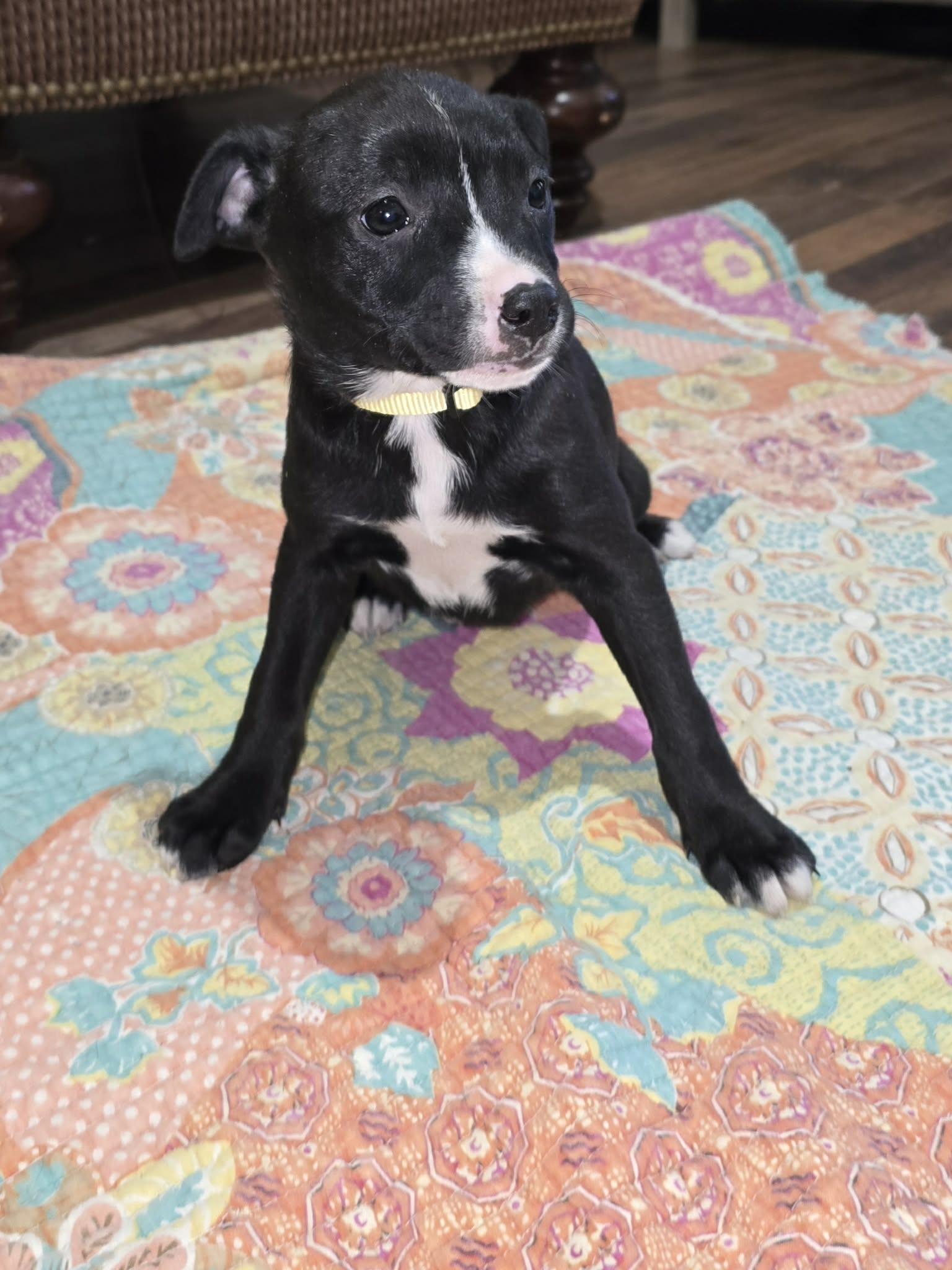 Enlarge Jabba, a Adoptable mixed breed in Cherry Valley, MA image 2/5