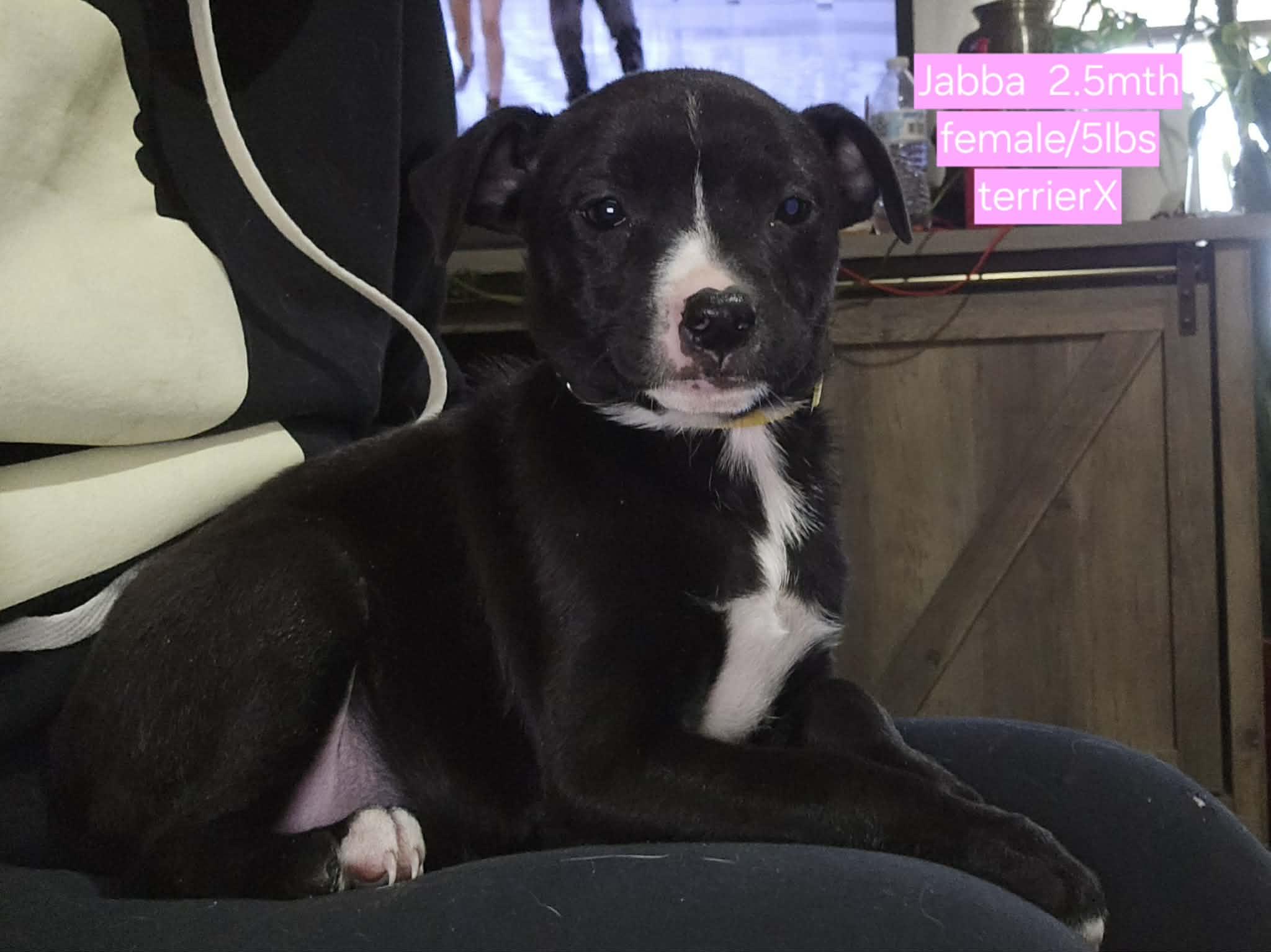 Enlarge Jabba, a Adoptable mixed breed in Cherry Valley, MA image 5/5