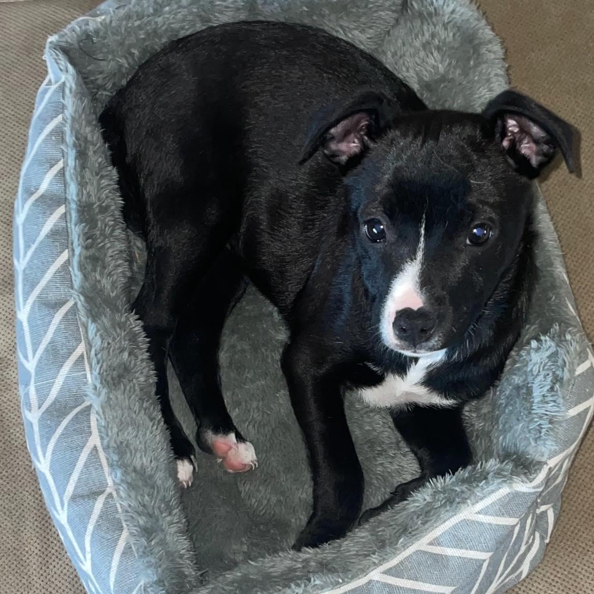 Jabba, Adoptable, Puppy Female Terrier & American Bully.