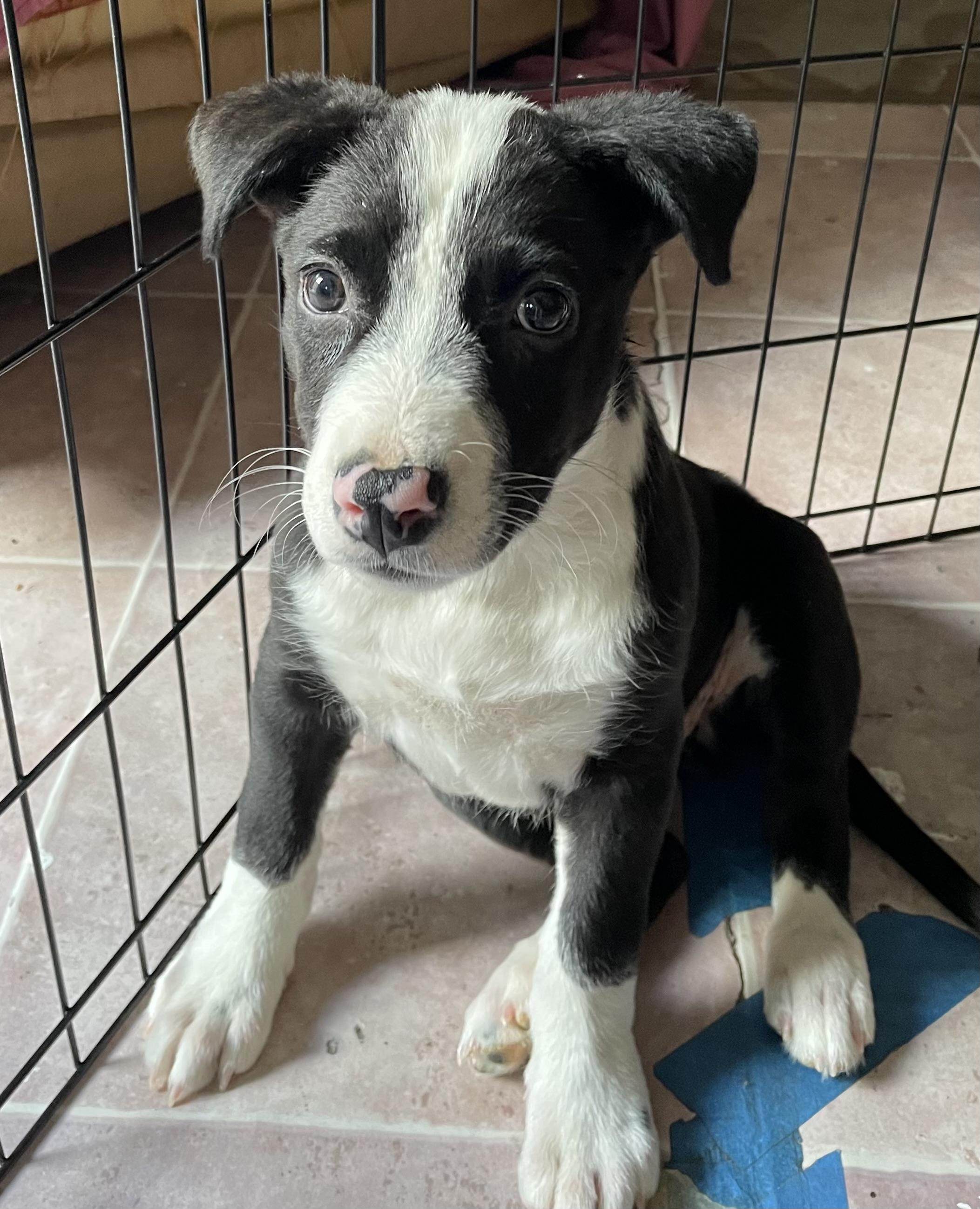 Enlarge Daisy, a Adoptable mixed breed in Buena Park, CA image 1/3
