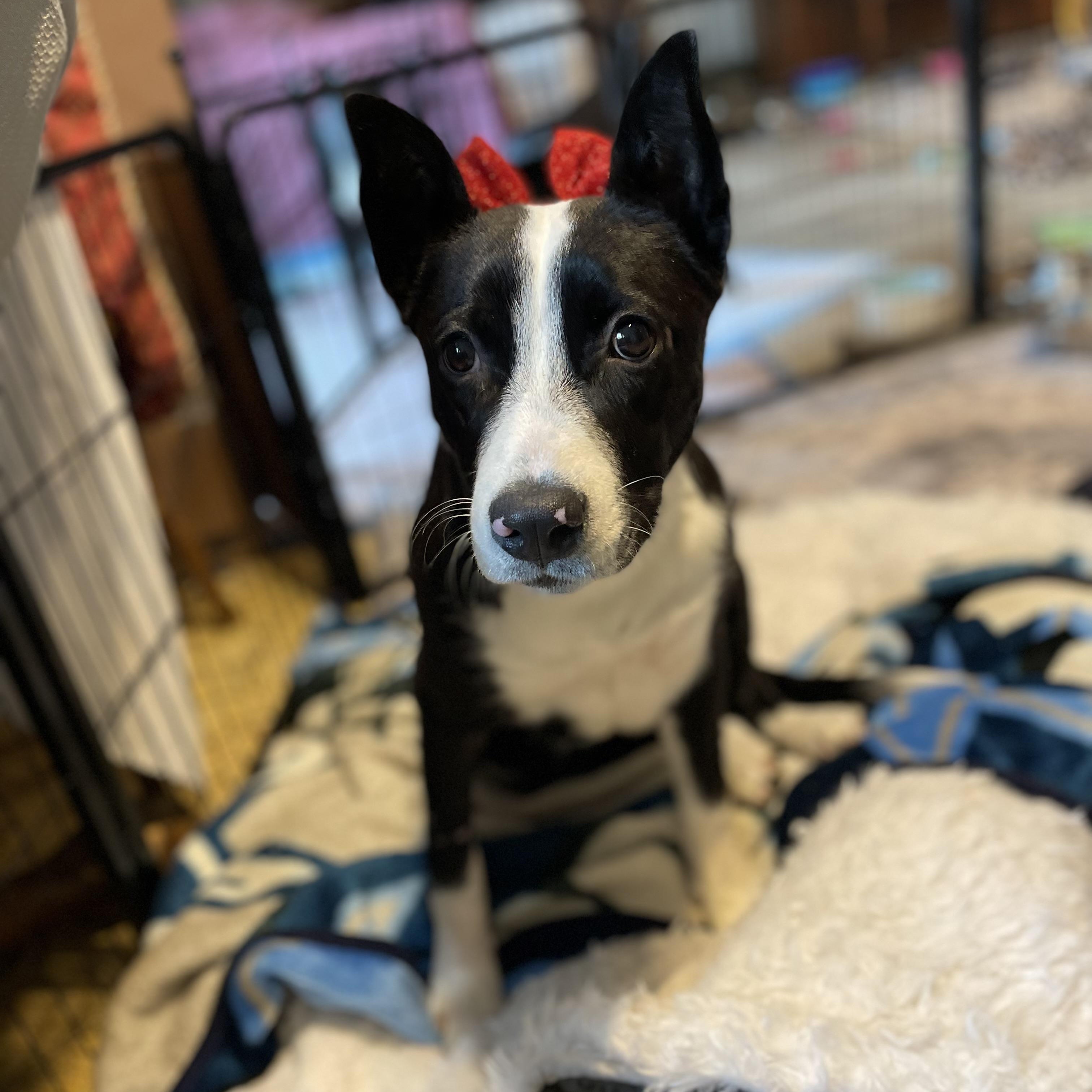 Daisy, Adoptable, Puppy Female Terrier.