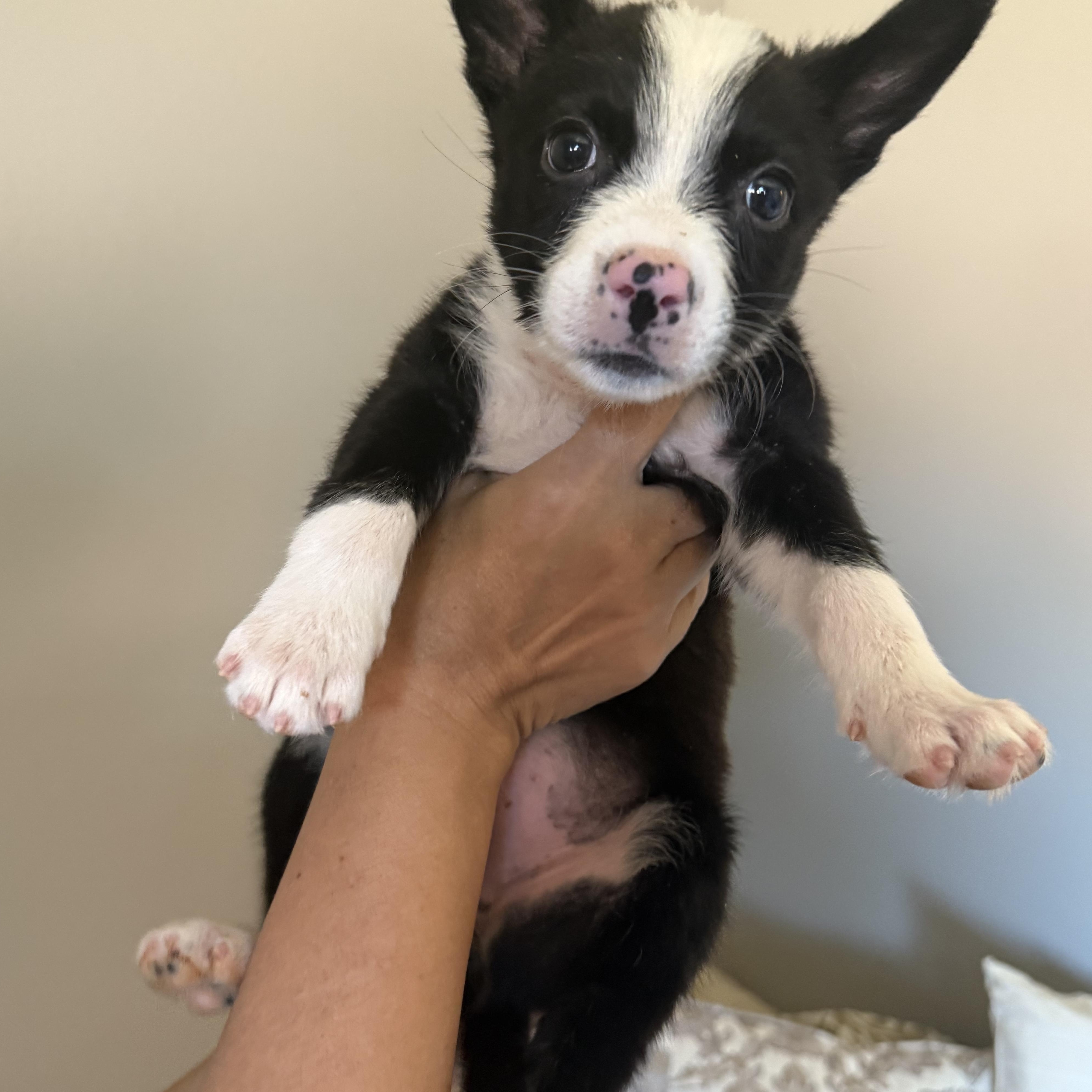 Enlarge Daisy, a Adoptable mixed breed in Buena Park, CA image 2/3