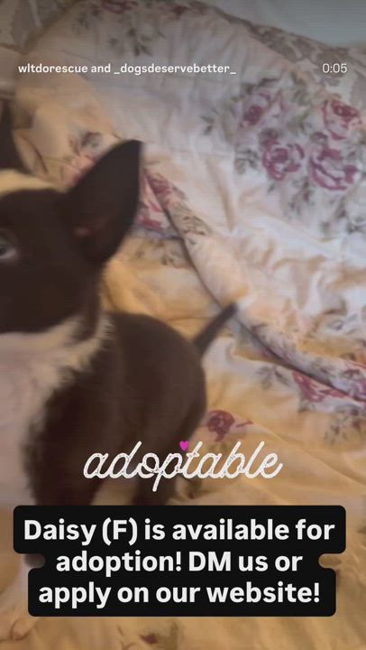 Enlarge Daisy, a Adoptable mixed breed in Buena Park, CA video 3/3