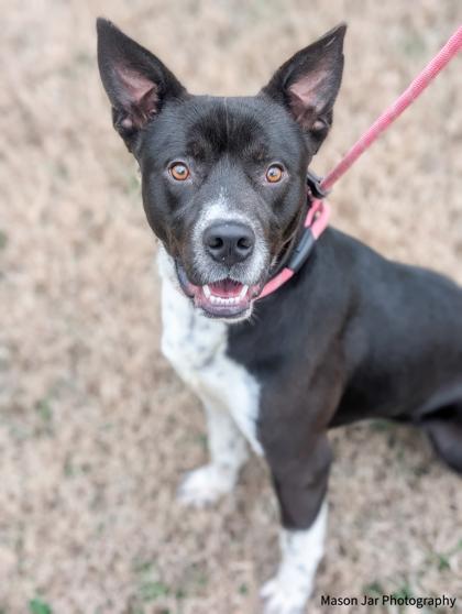 Bro, Adoptable, Adult Male Mixed Breed & Mixed Breed.