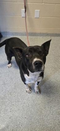 Enlarge Bro, a Adoptable Mixed Breed in Reidsville, NC image 1/1