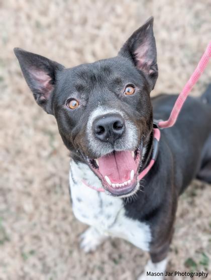 Enlarge Bro, a Adoptable Mixed Breed in Reidsville, NC image 2/2
