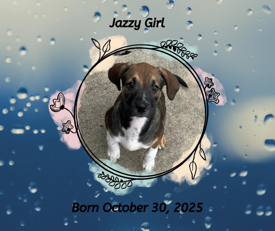 Jazzy Girl, Adoptable, Puppy Female Fox Terrier.