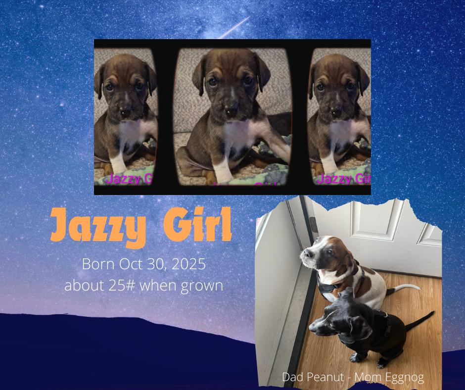 Enlarge Jazzy Girl, a Adoptable mixed breed in Greeneville, TN image 2/6