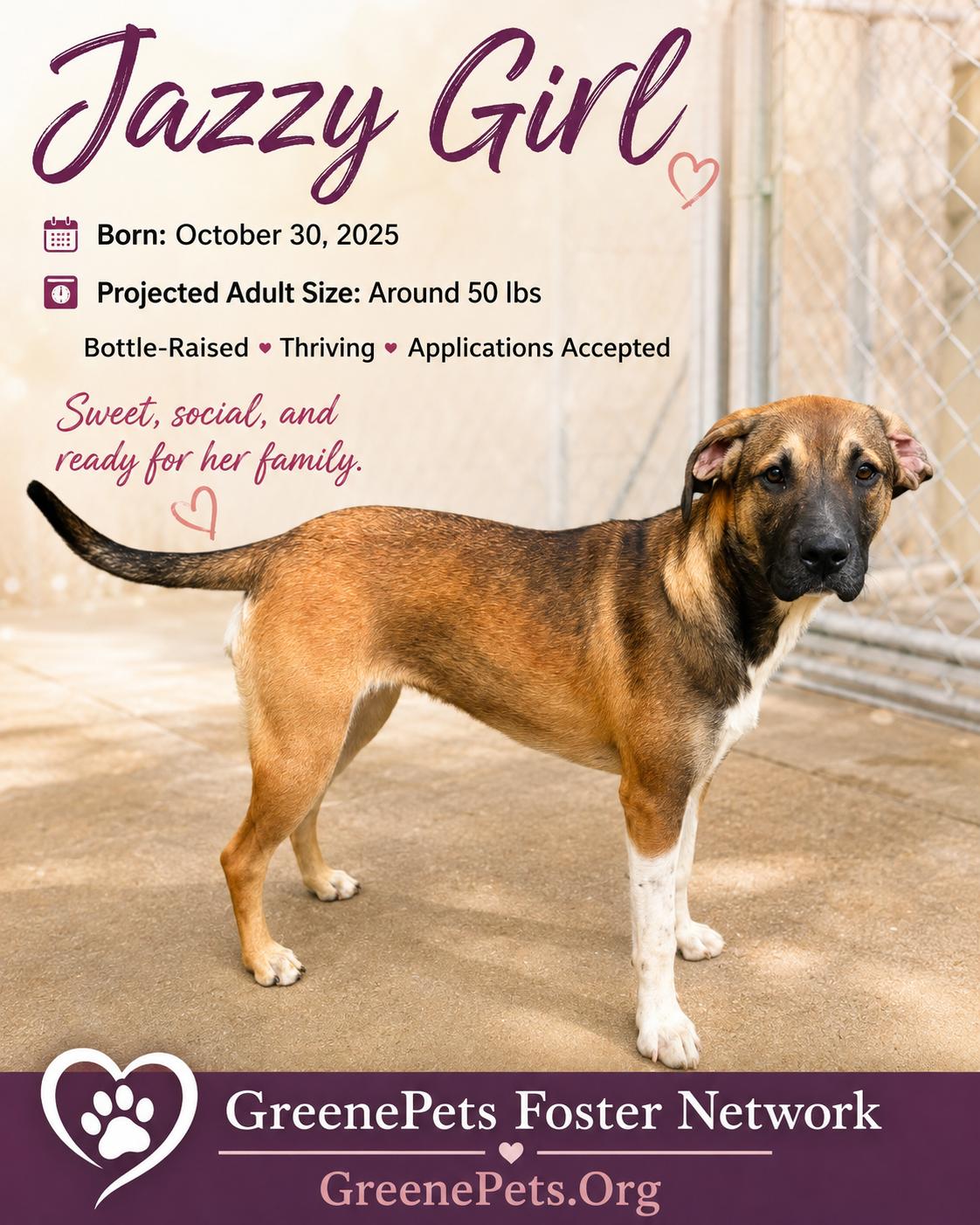Enlarge Jazzy Girl, a Adoptable mixed breed in Greeneville, TN image 1/5