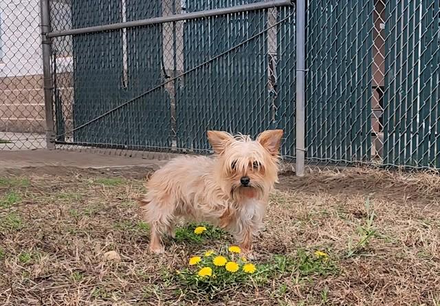 YOKI, Adoptable, Adult Male Yorkshire Terrier.