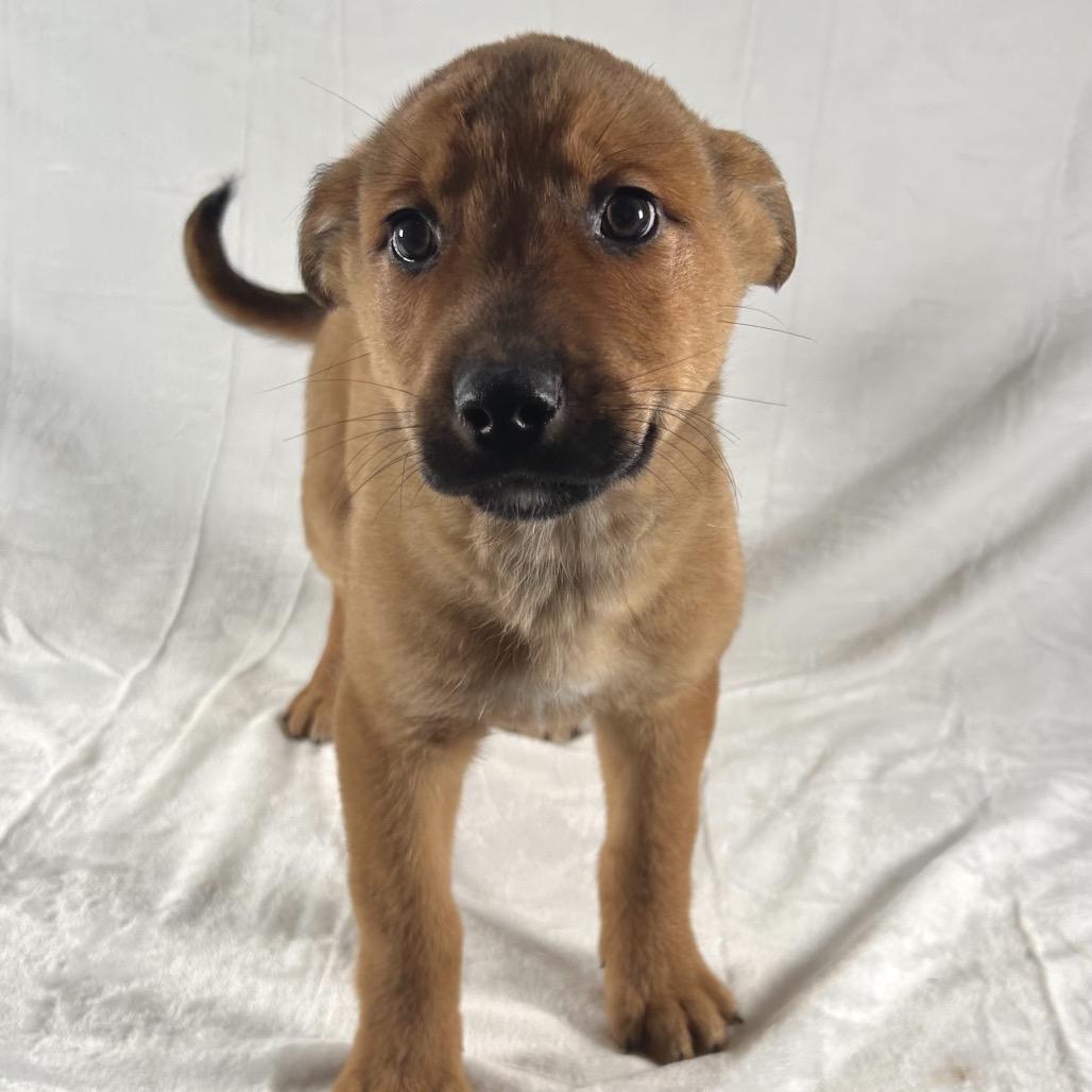 Jack, Adoptable, Puppy Male German Shepherd Dog.
