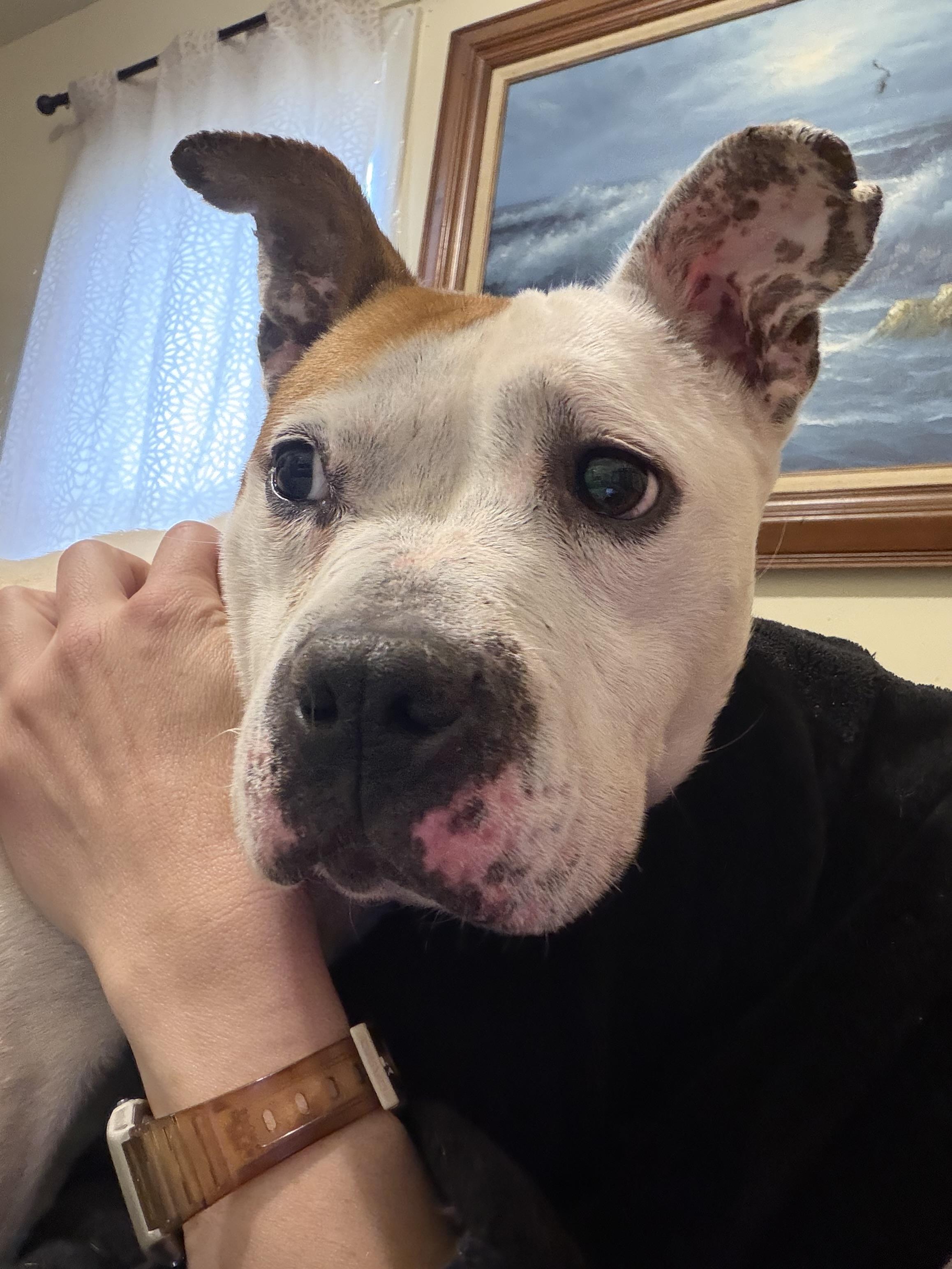 Enlarge Daisy, a Adoptable mixed breed in Troy, MI image 1/6