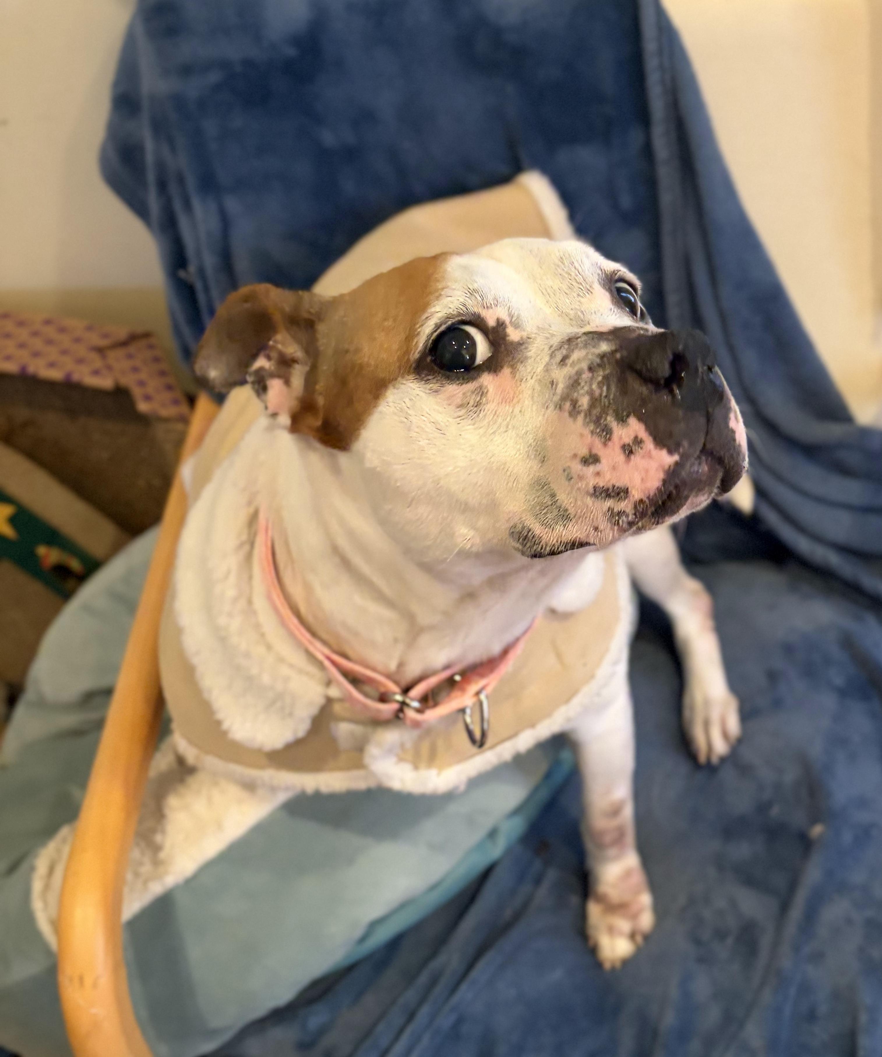 Enlarge Daisy, a Adoptable mixed breed in Troy, MI image 2/6