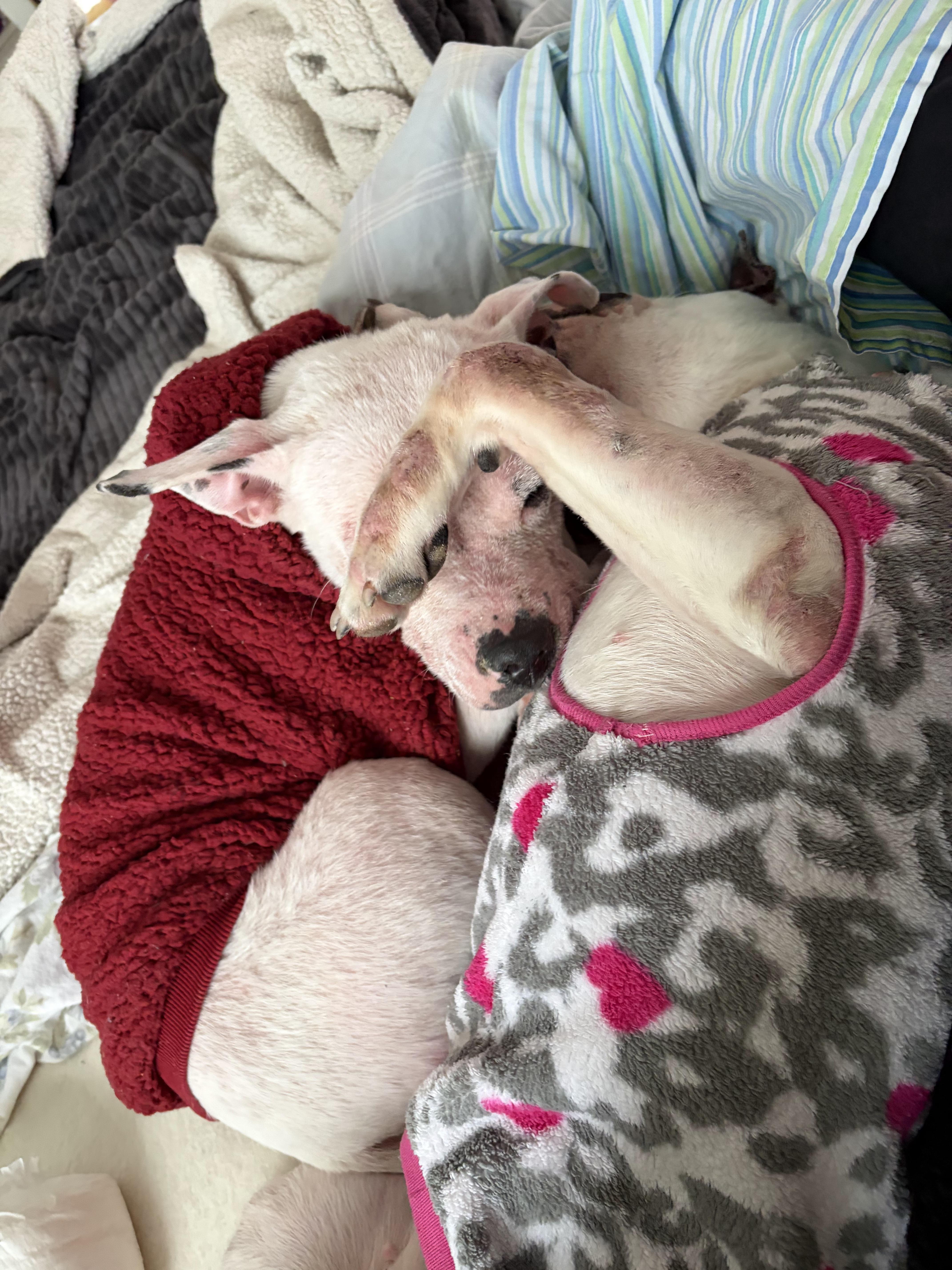 Enlarge Daisy, a Adoptable mixed breed in Troy, MI image 3/6