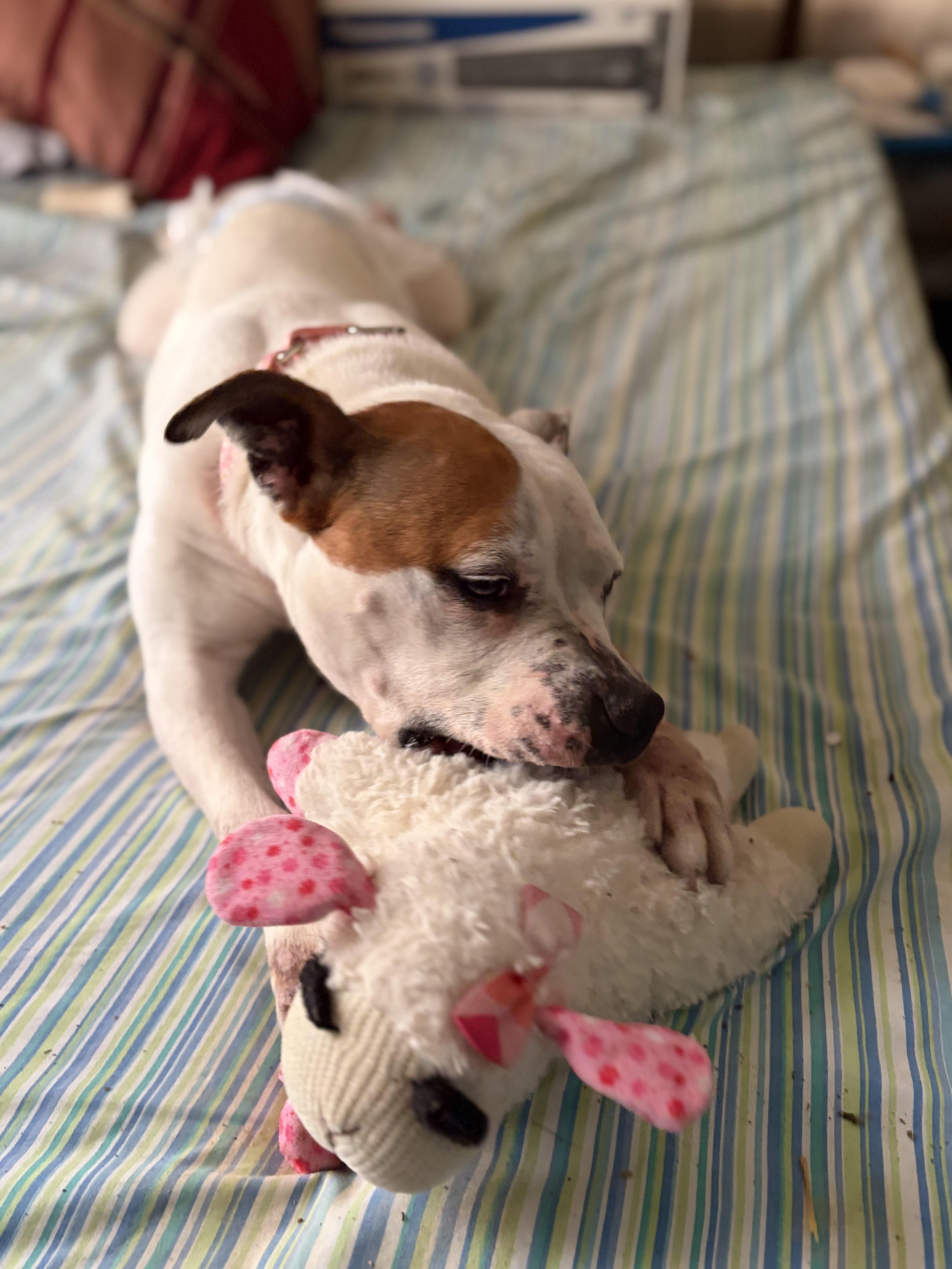 Enlarge Daisy, a Adoptable mixed breed in Troy, MI image 4/6