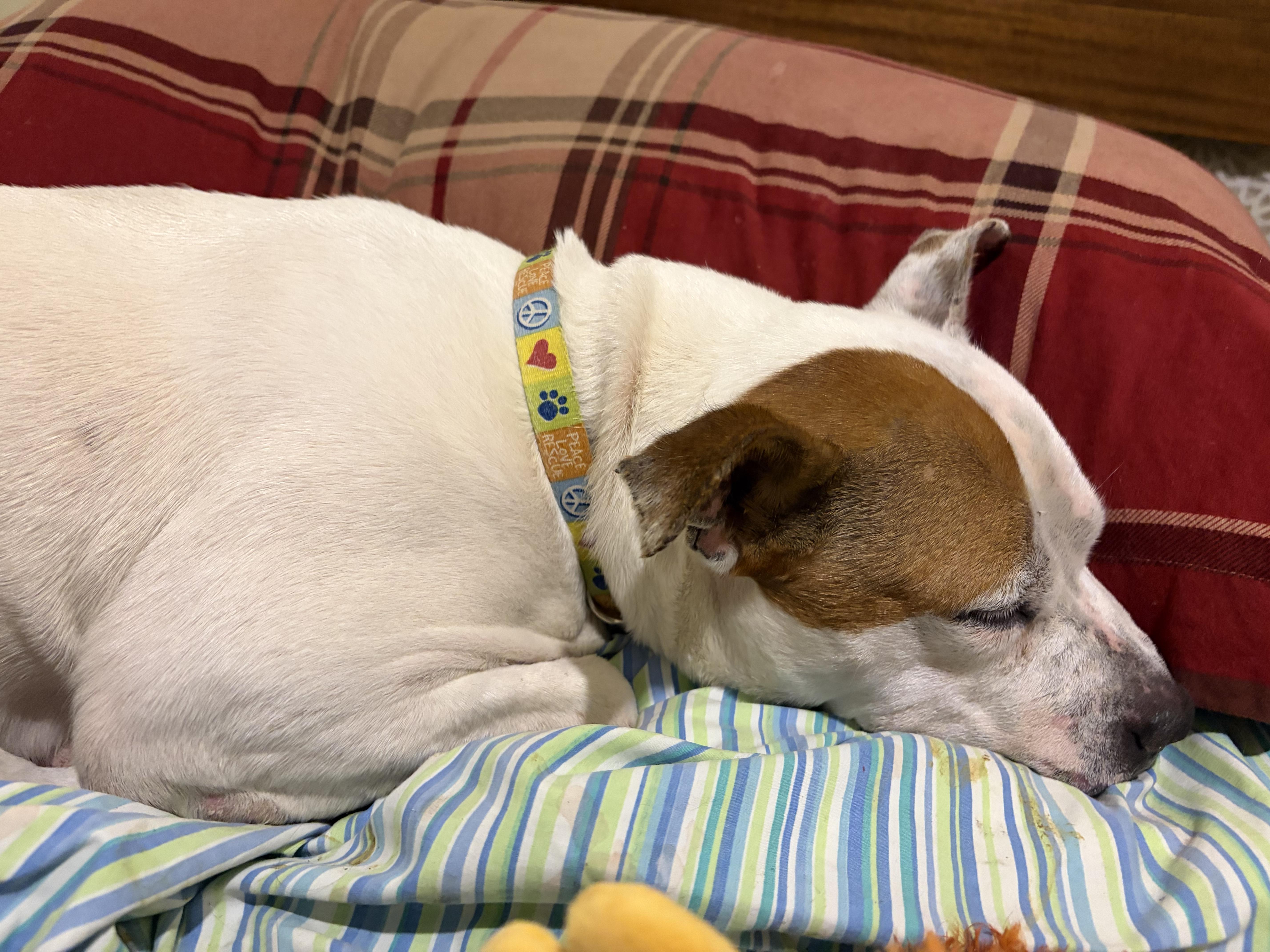 Enlarge Daisy, a Adoptable mixed breed in Troy, MI image 5/6