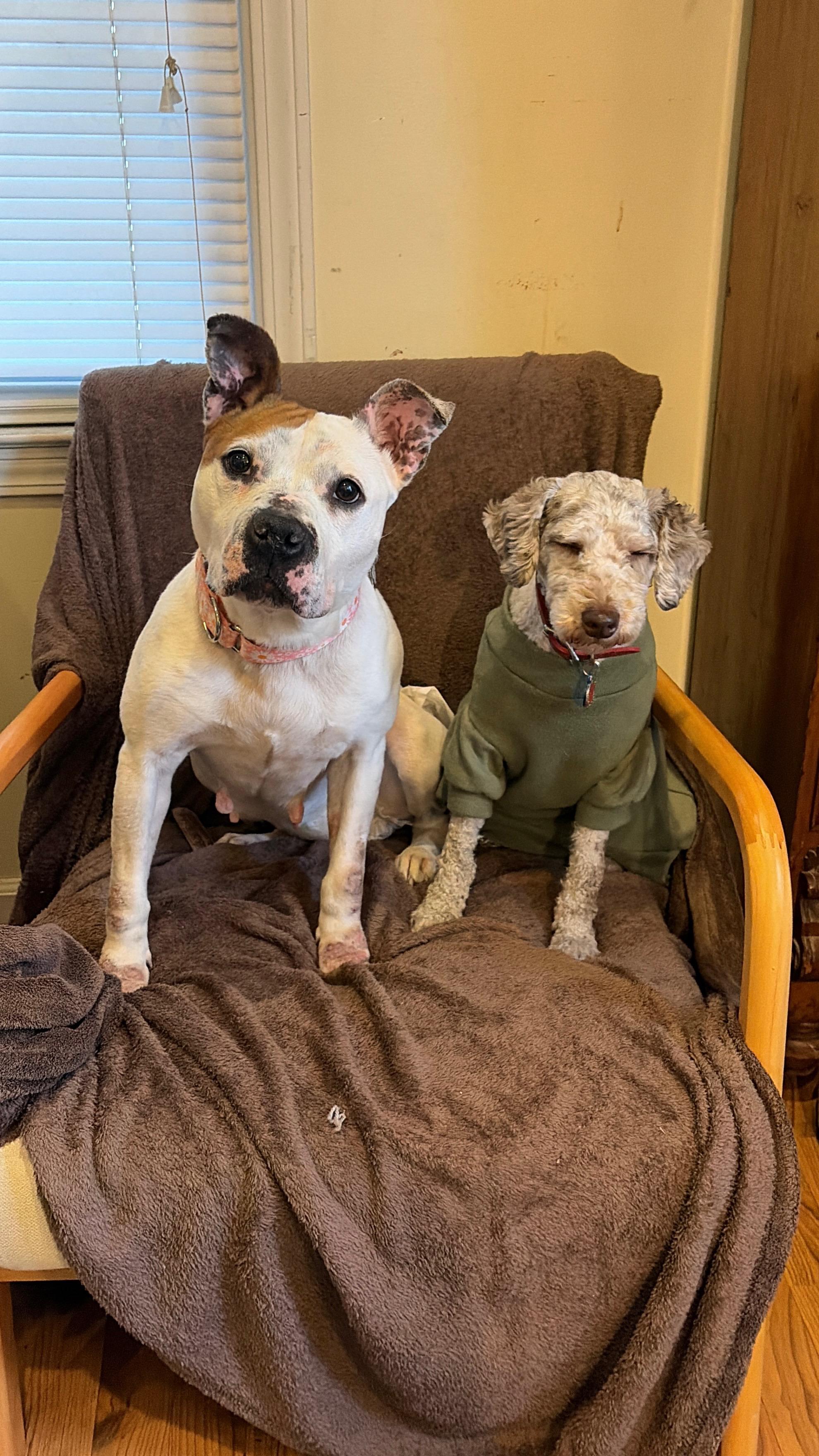 Enlarge Daisy, a Adoptable mixed breed in Troy, MI image 6/6