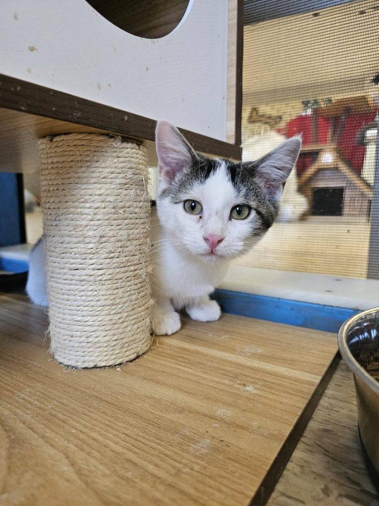 Nicky, Adoptable, Young Male Domestic Short Hair.